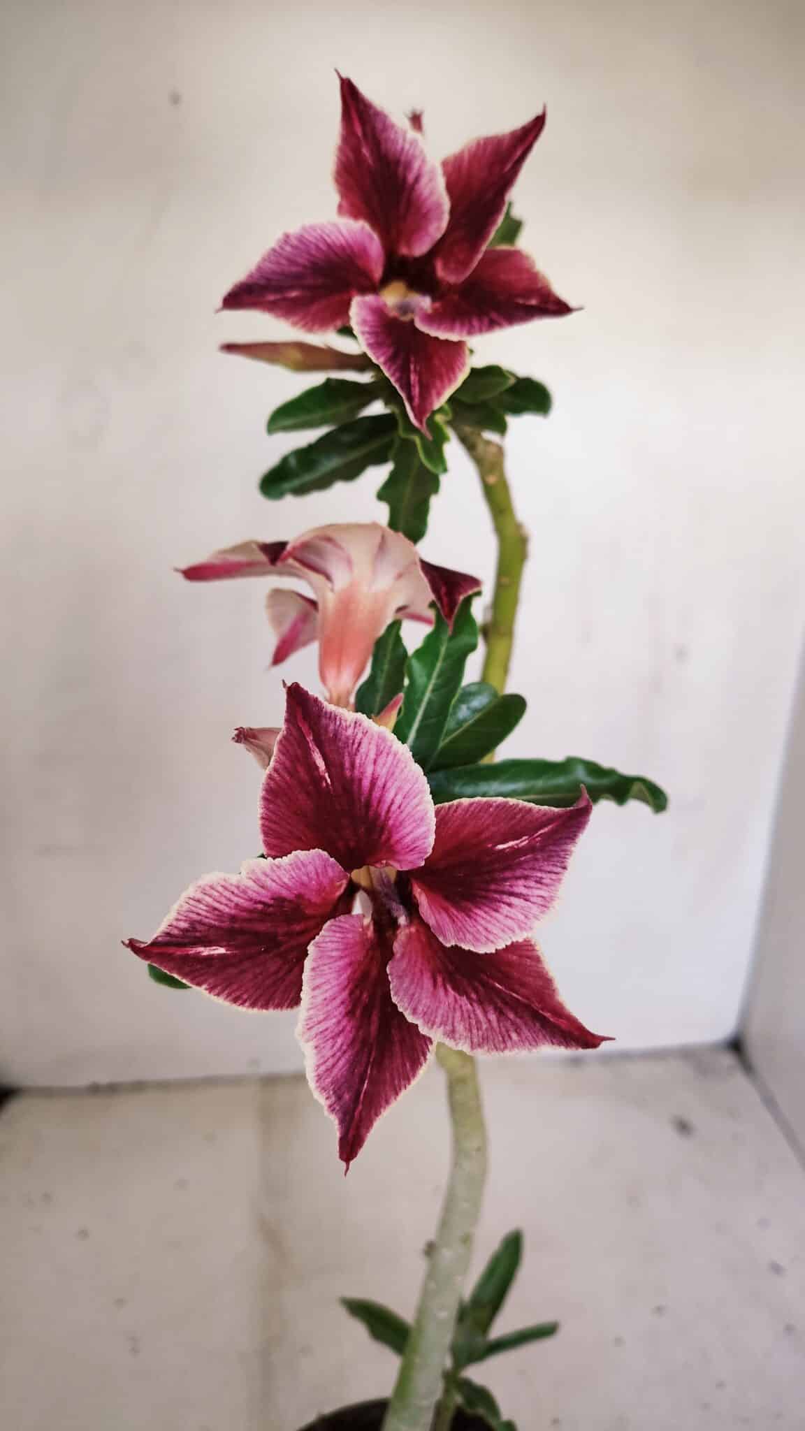 Planta Simples 3174 – 35cm – 03 anos - foto 3
