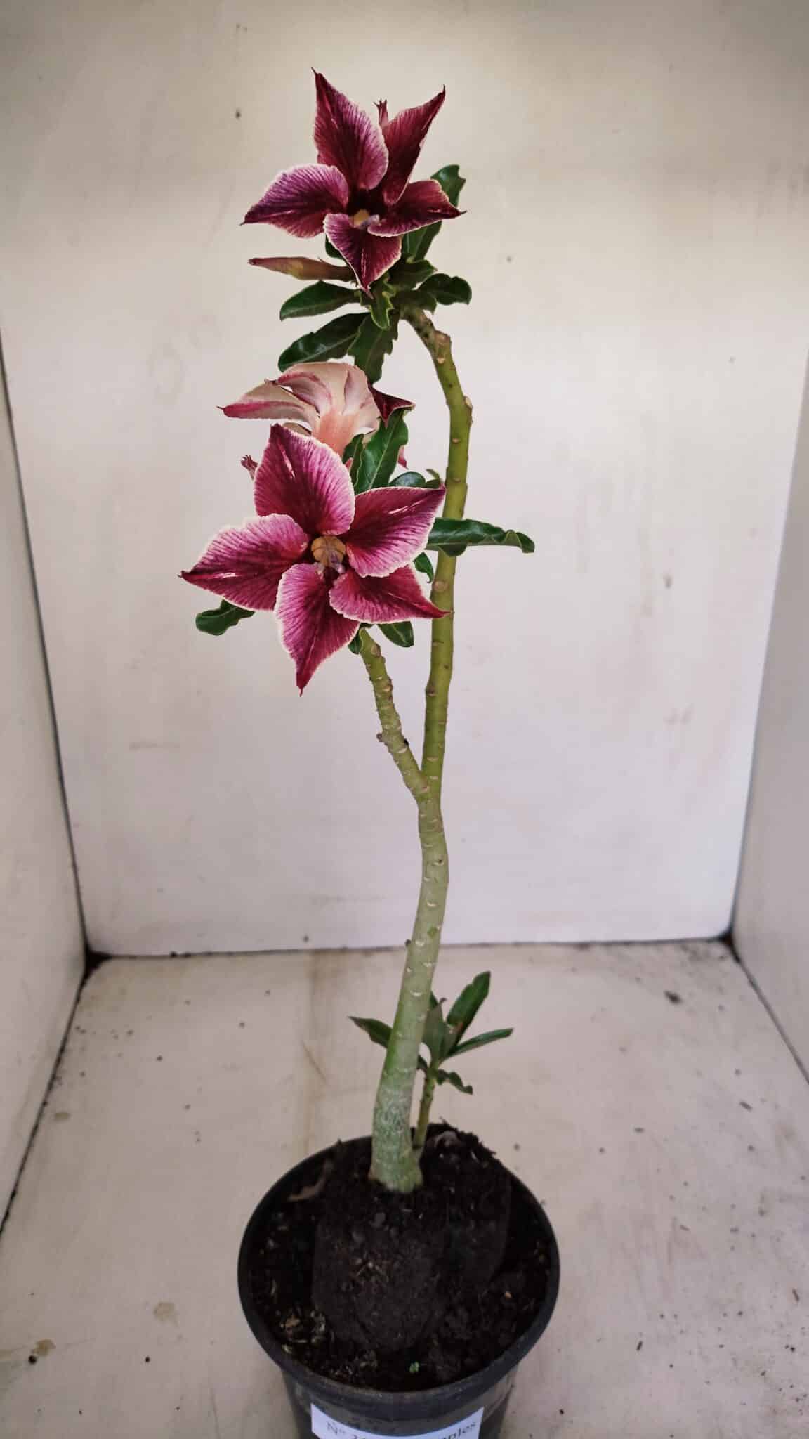 Planta Simples 3174 – 35cm – 03 anos - foto 5