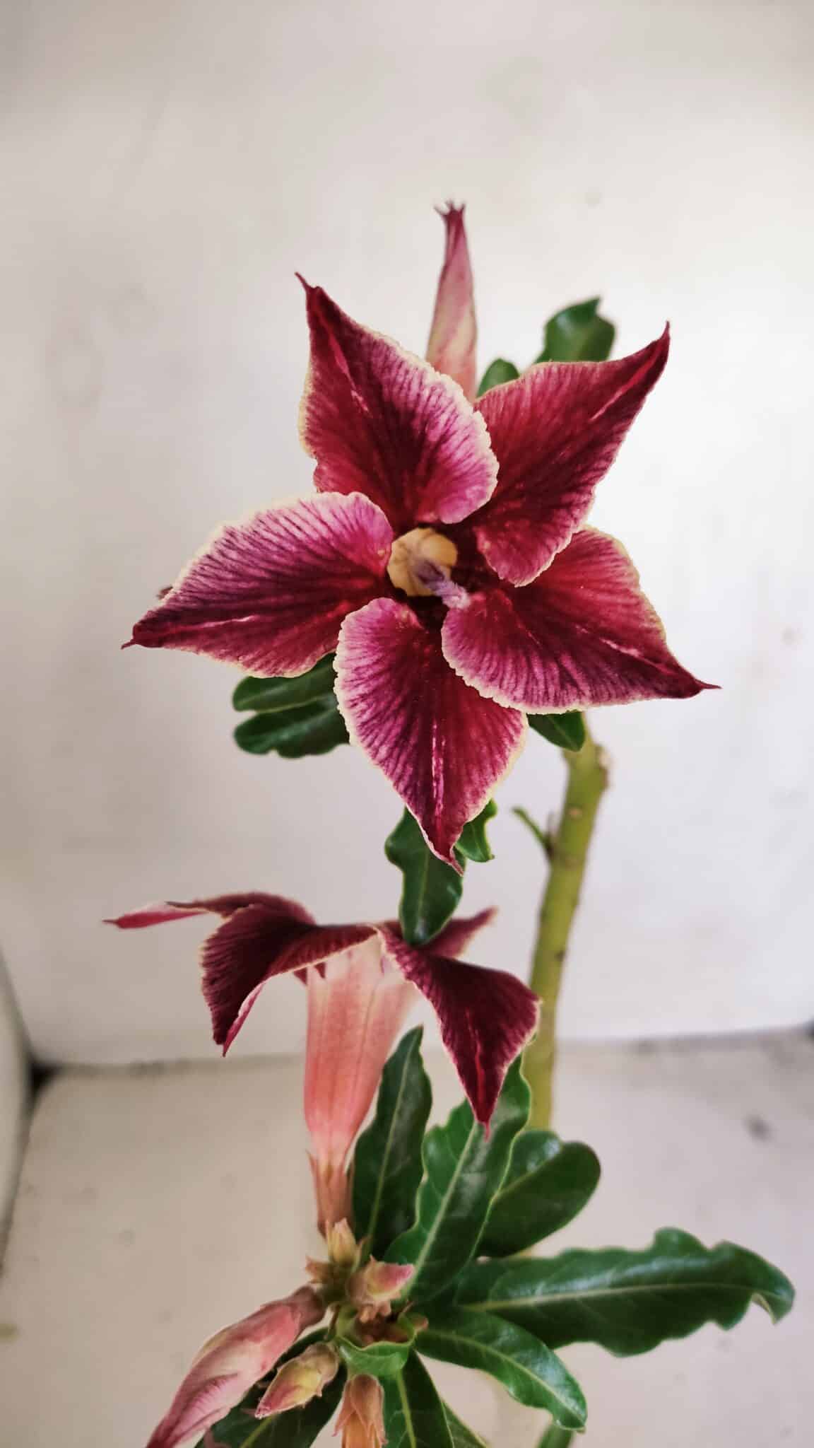 Planta Simples 3174 – 35cm – 03 anos - foto 4