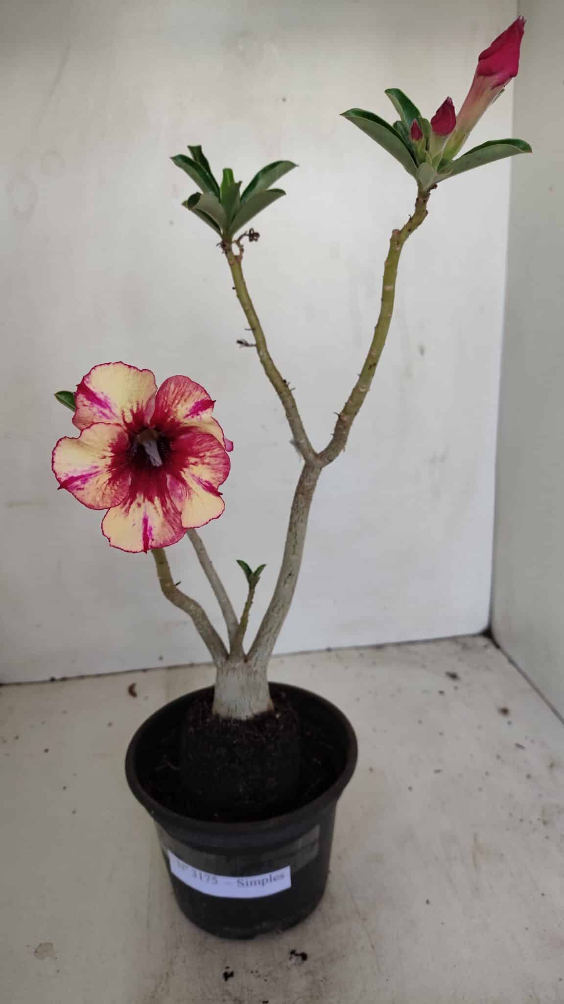 Planta Simples 3175 – 30cm – 03 anos - foto 2