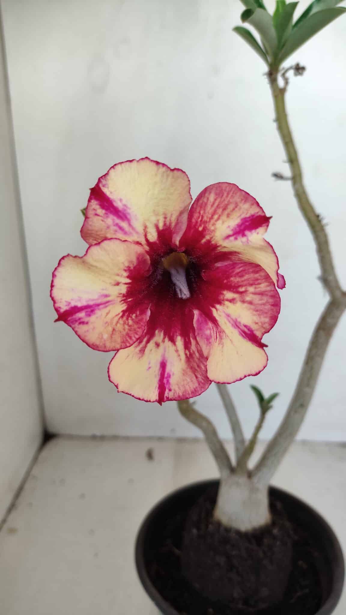 Planta Simples 3175 – 30cm – 03 anos - foto 3