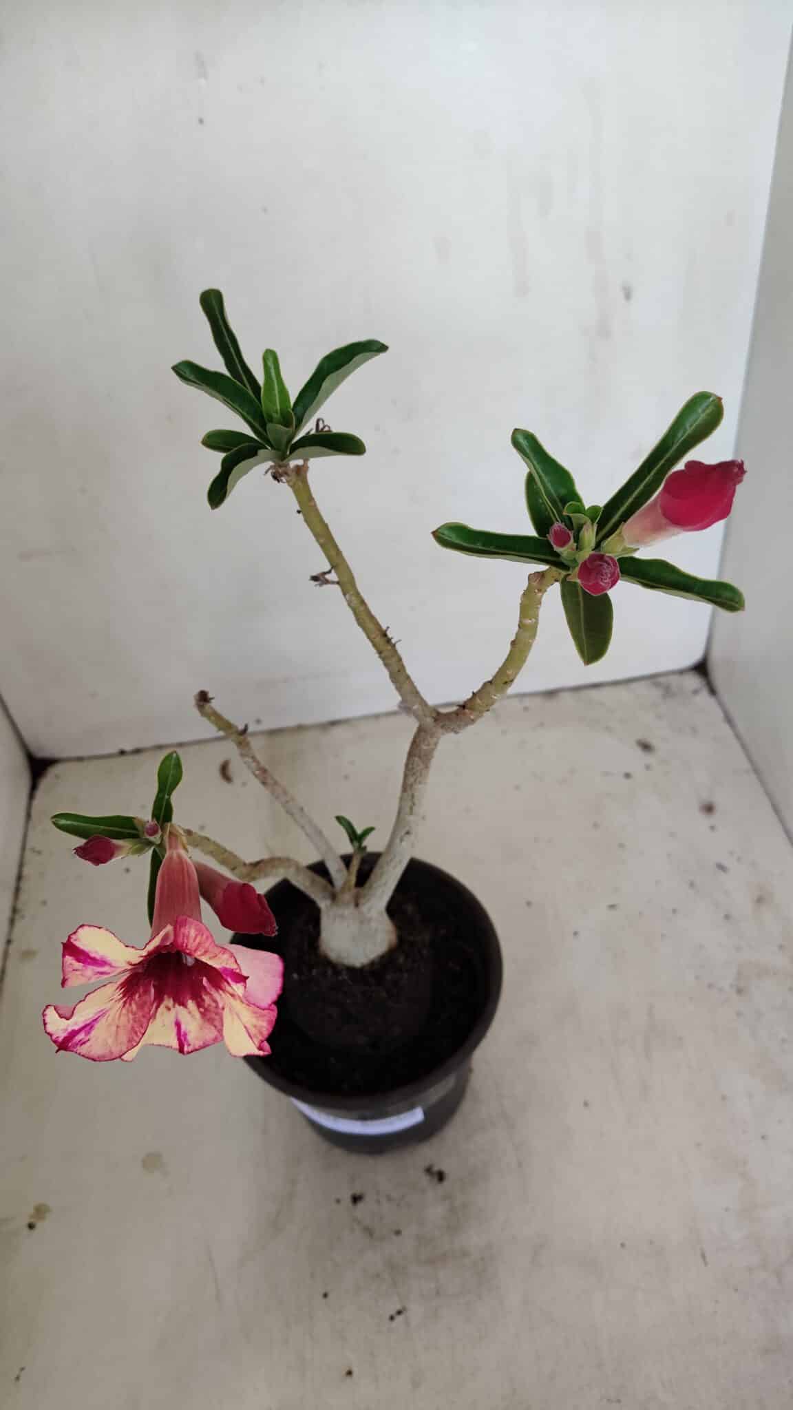 Planta Simples 3175 – 30cm – 03 anos - foto 4