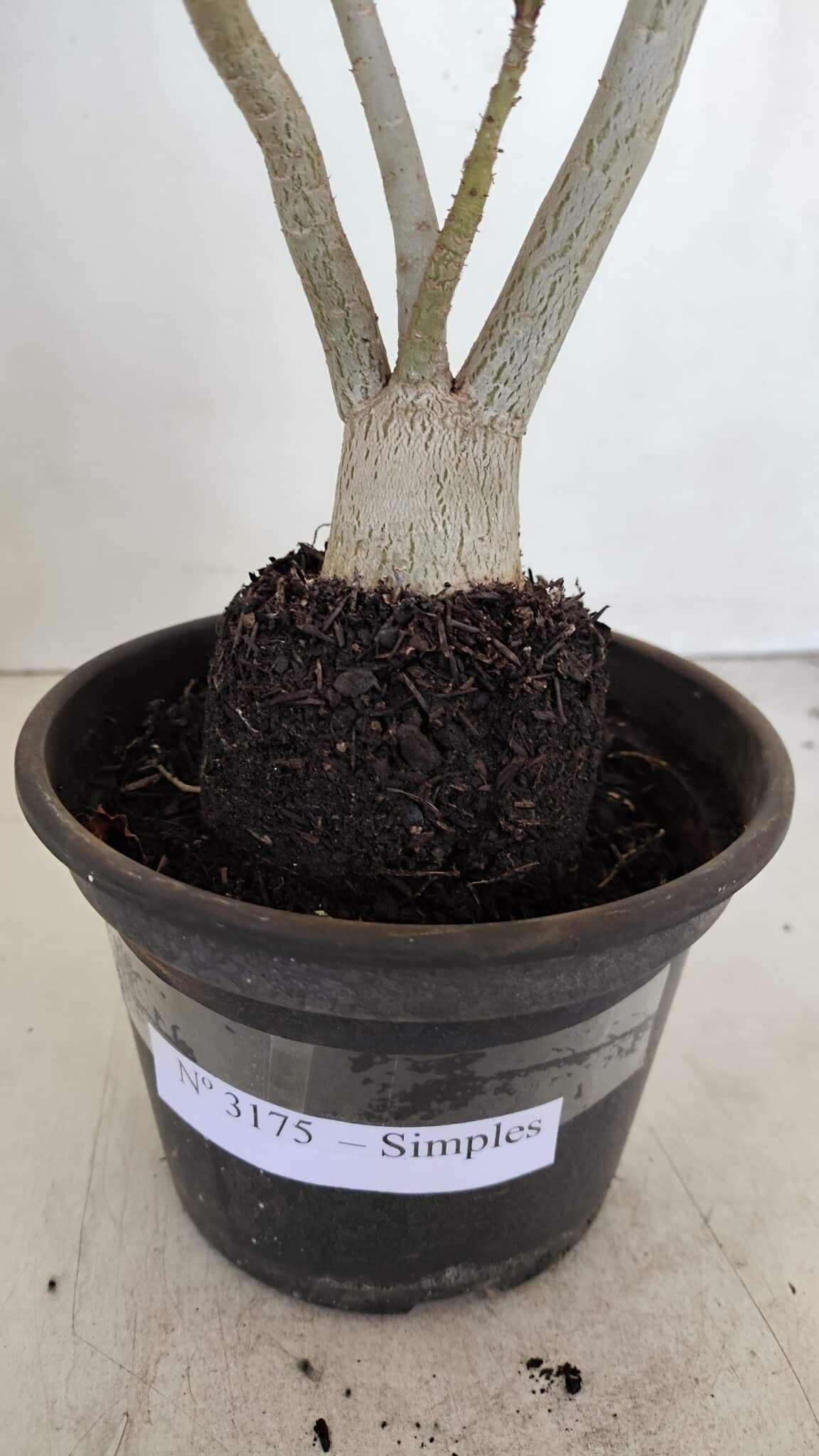 Planta Simples 3175 – 30cm – 03 anos - foto 7