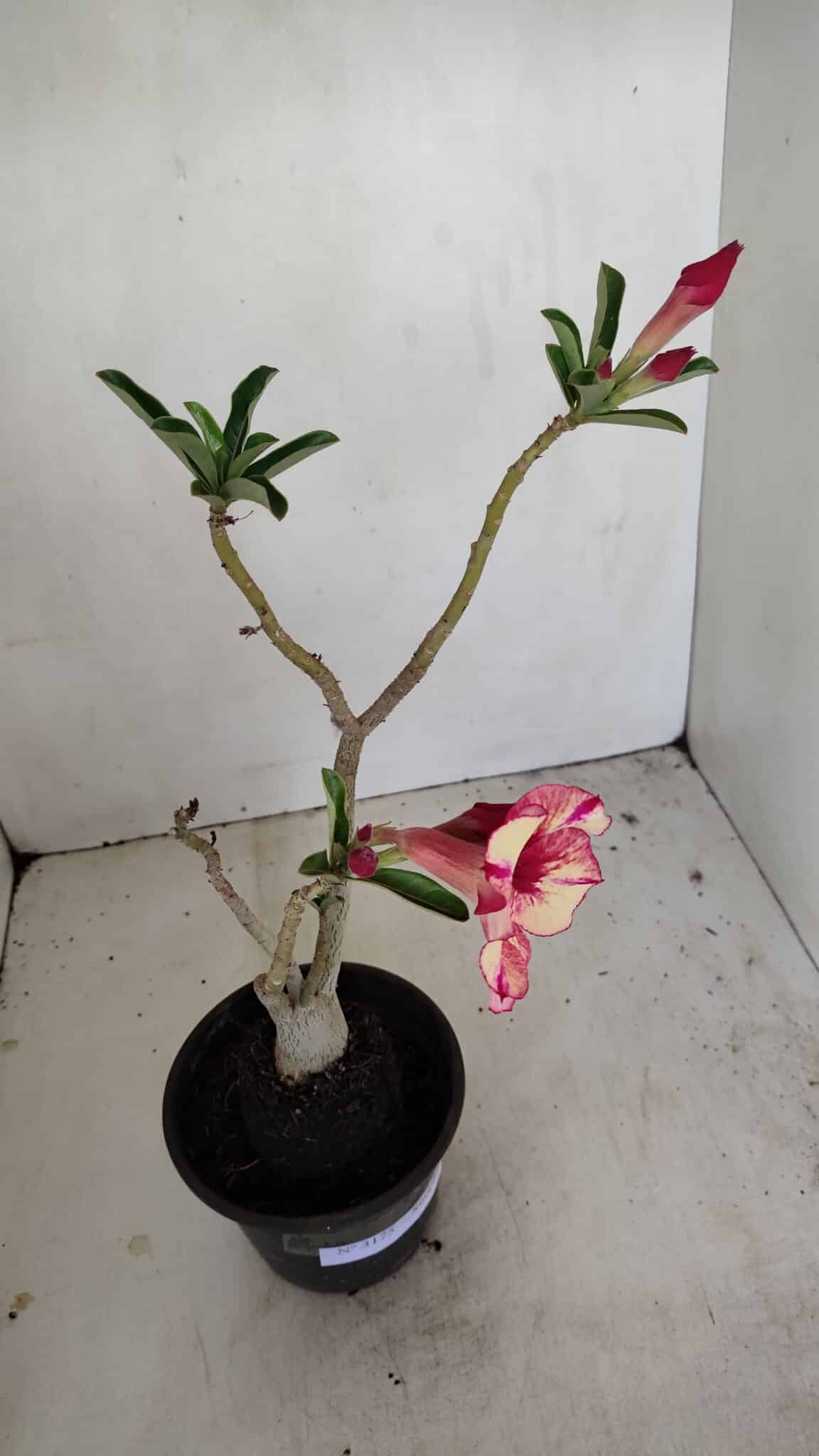 Planta Simples 3175 – 30cm – 03 anos - foto 6