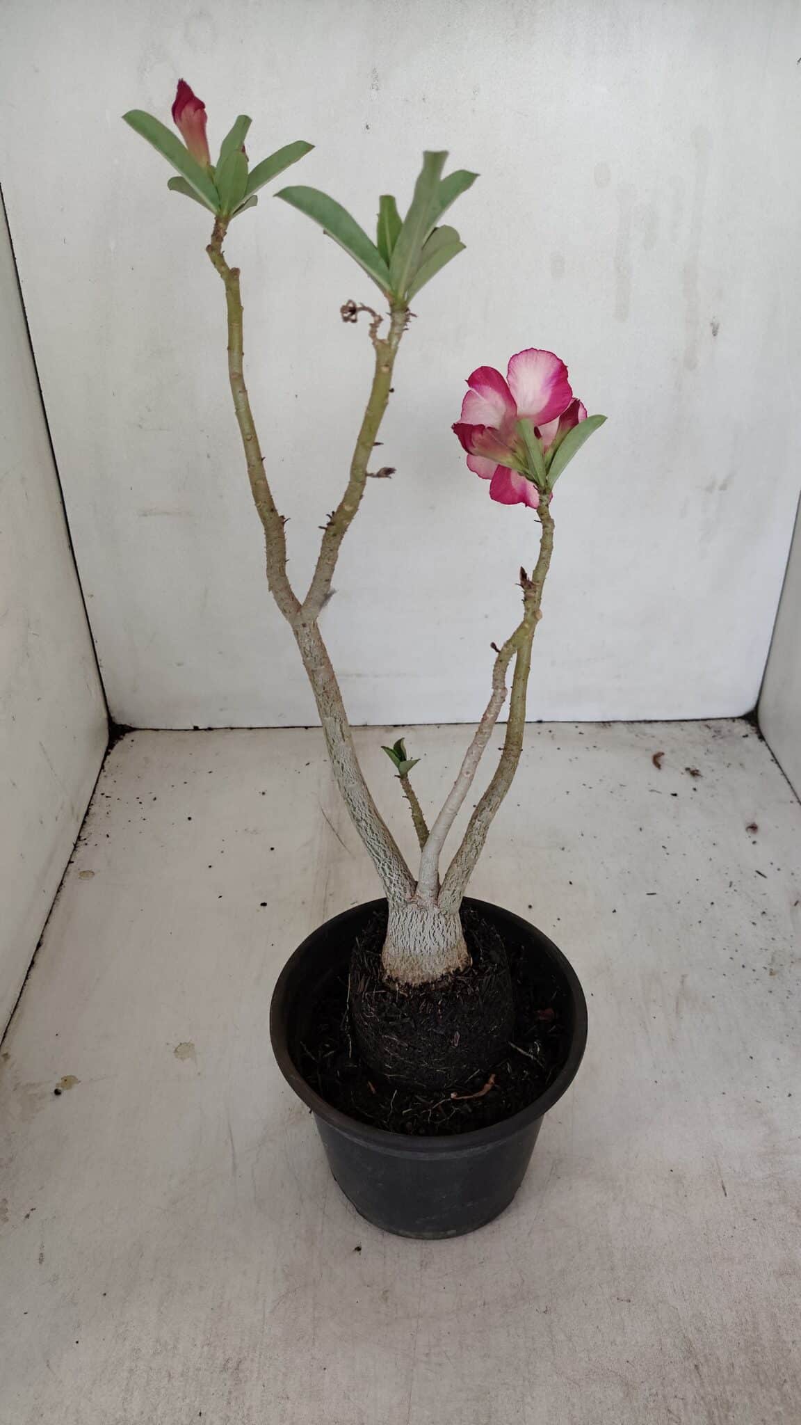 Planta Simples 3175 – 30cm – 03 anos - foto 5