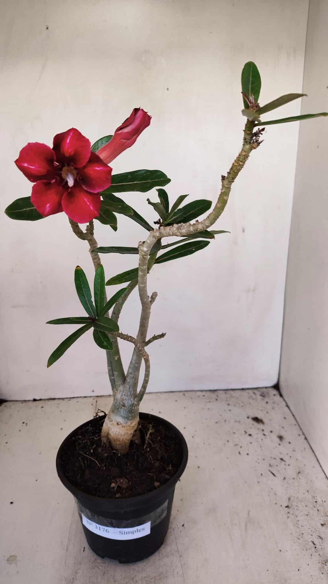 Planta Simples 3176 – 35cm – 03 anos - foto 2