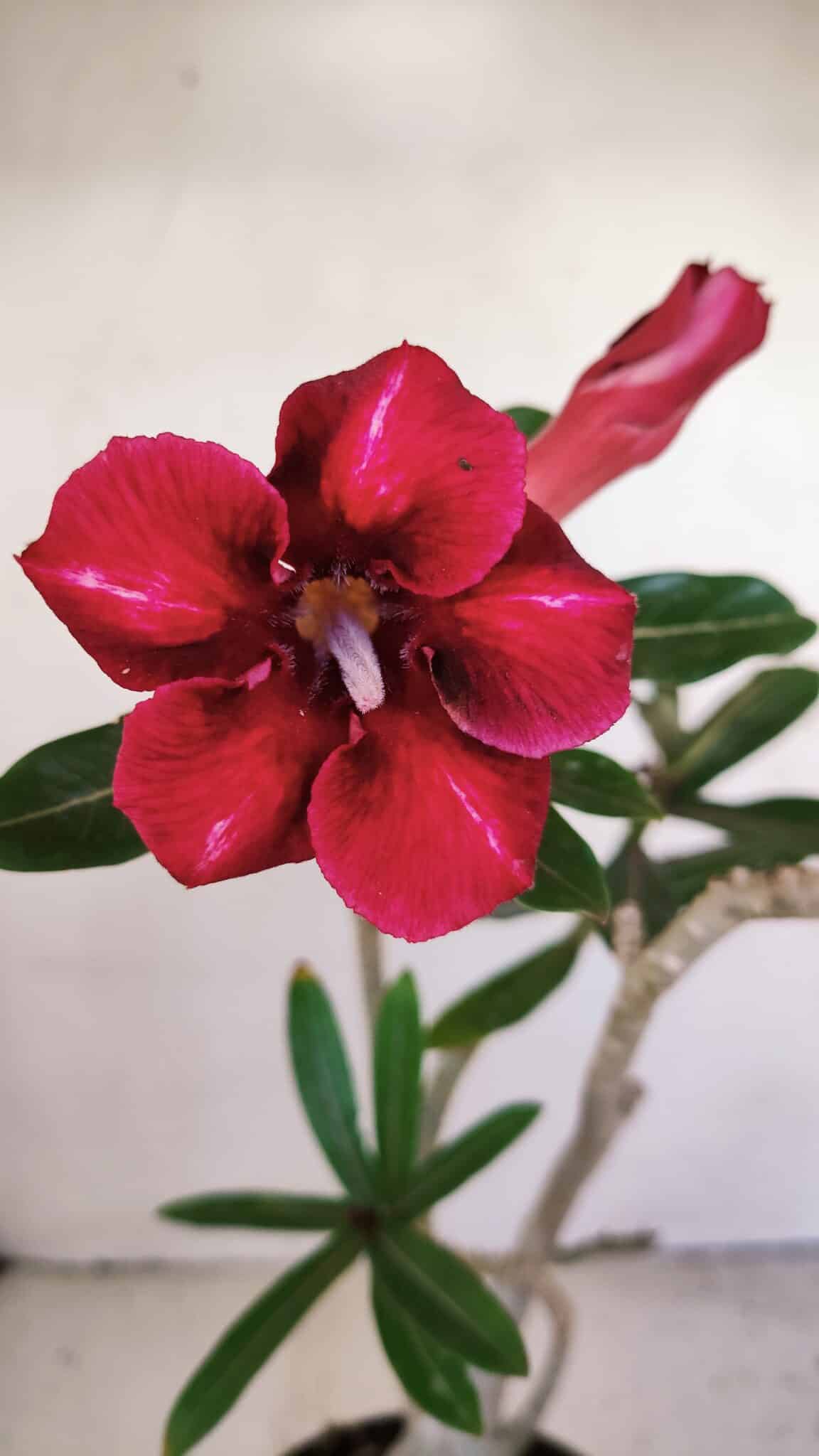 Planta Simples 3176 – 35cm – 03 anos - foto 3