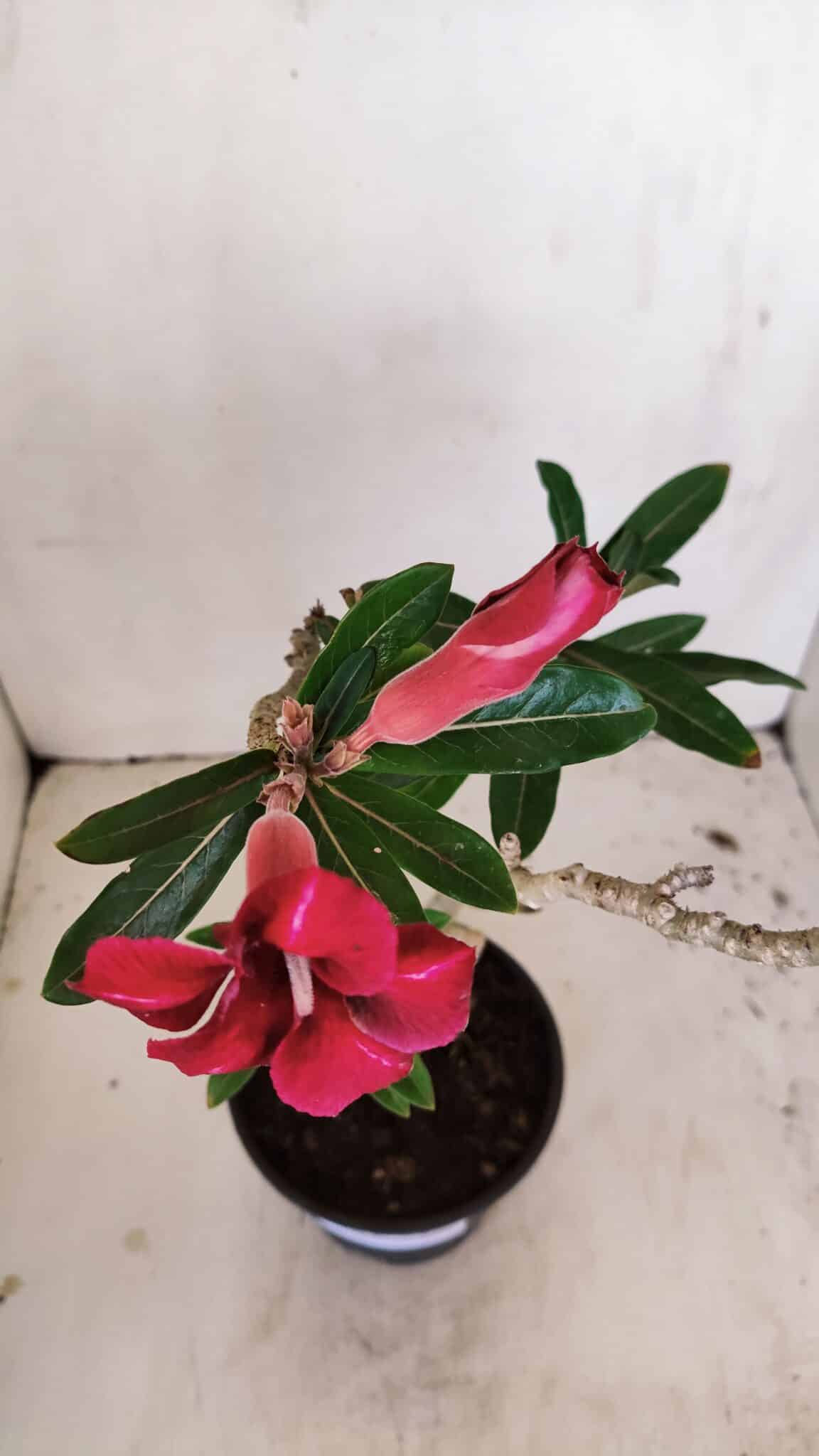 Planta Simples 3176 – 35cm – 03 anos - foto 4