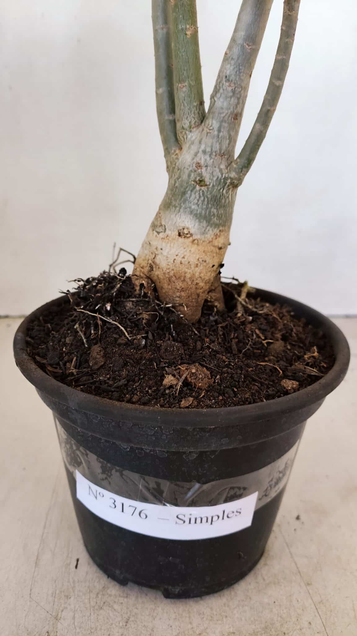 Planta Simples 3176 – 35cm – 03 anos - foto 8