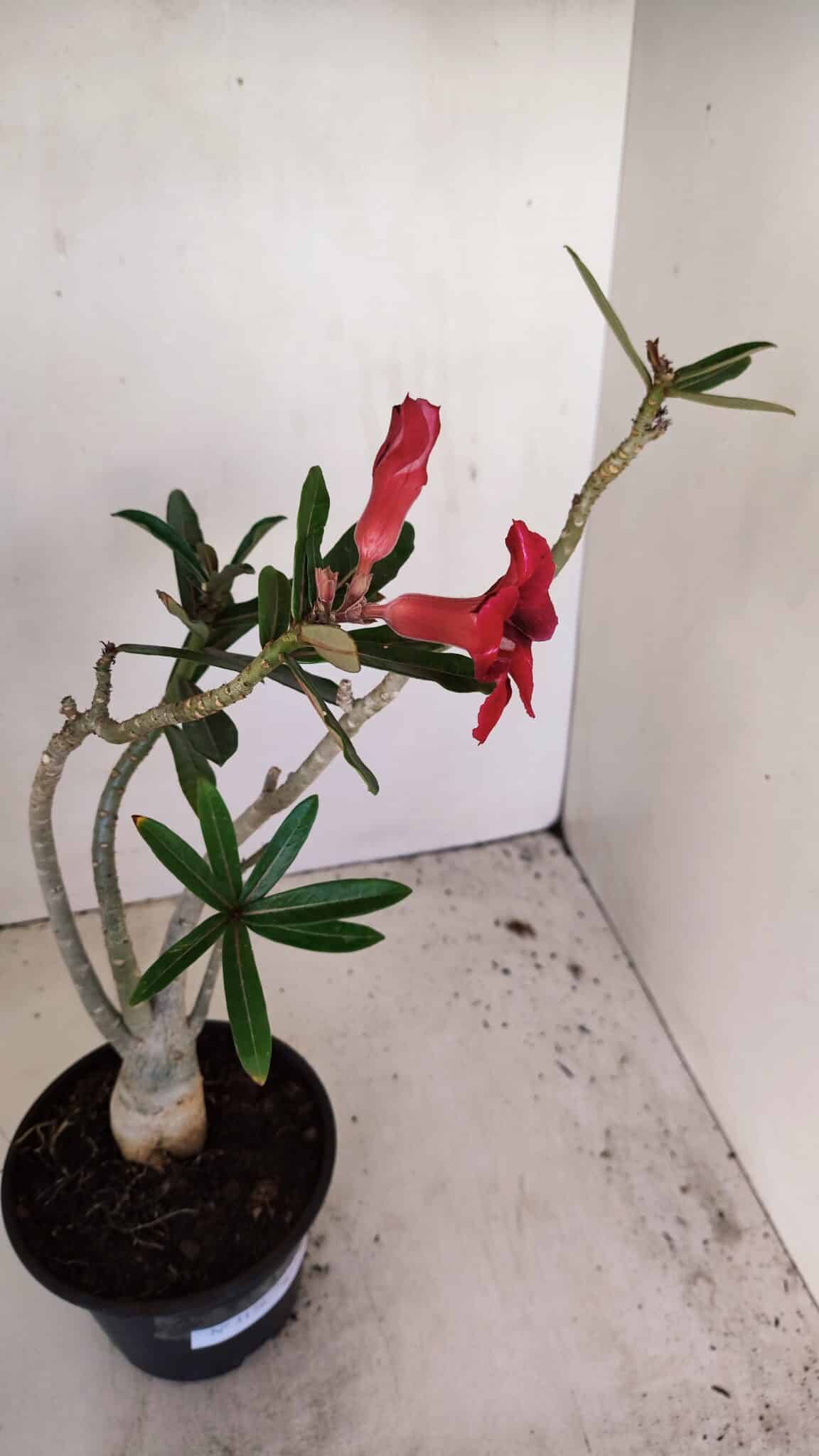 Planta Simples 3176 – 35cm – 03 anos - foto 7
