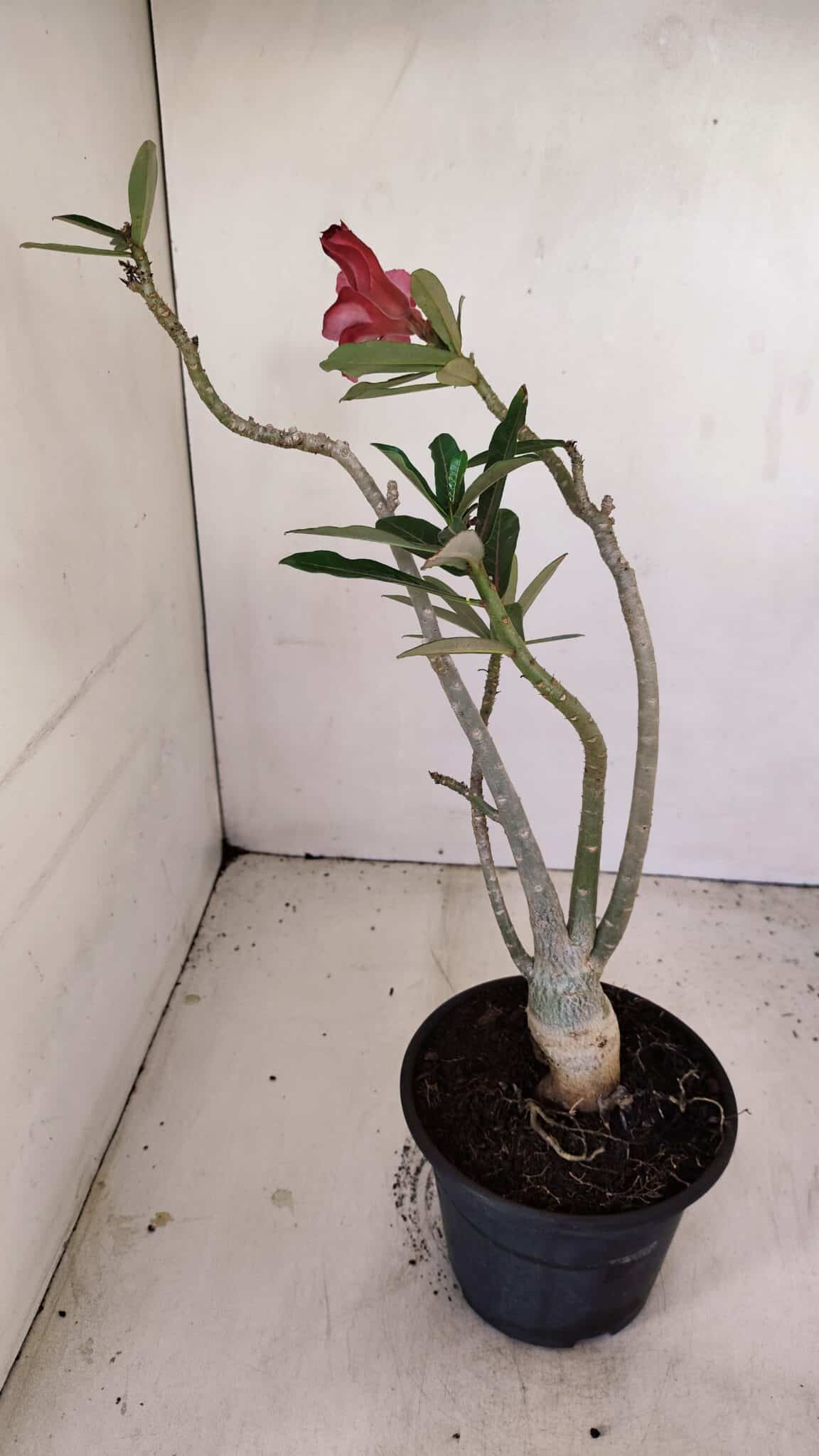 Planta Simples 3176 – 35cm – 03 anos - foto 6
