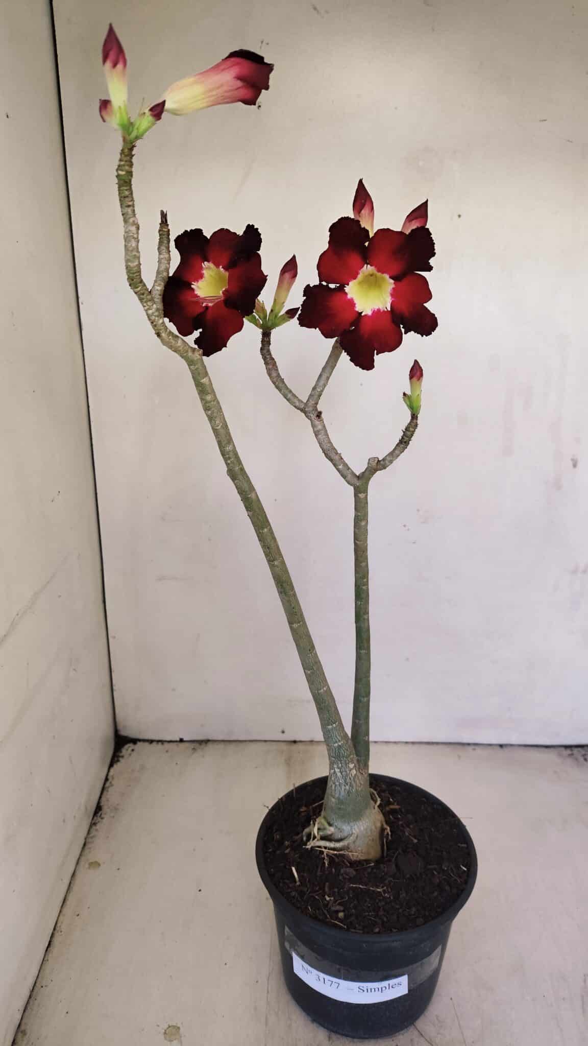 Planta Simples 3177 – 35cm – 03 anos - foto 2