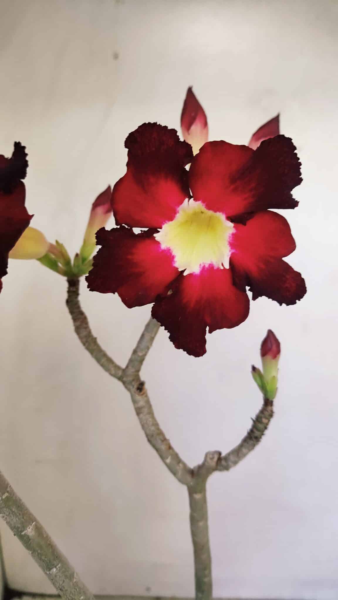 Planta Simples 3177 – 35cm – 03 anos - foto 3