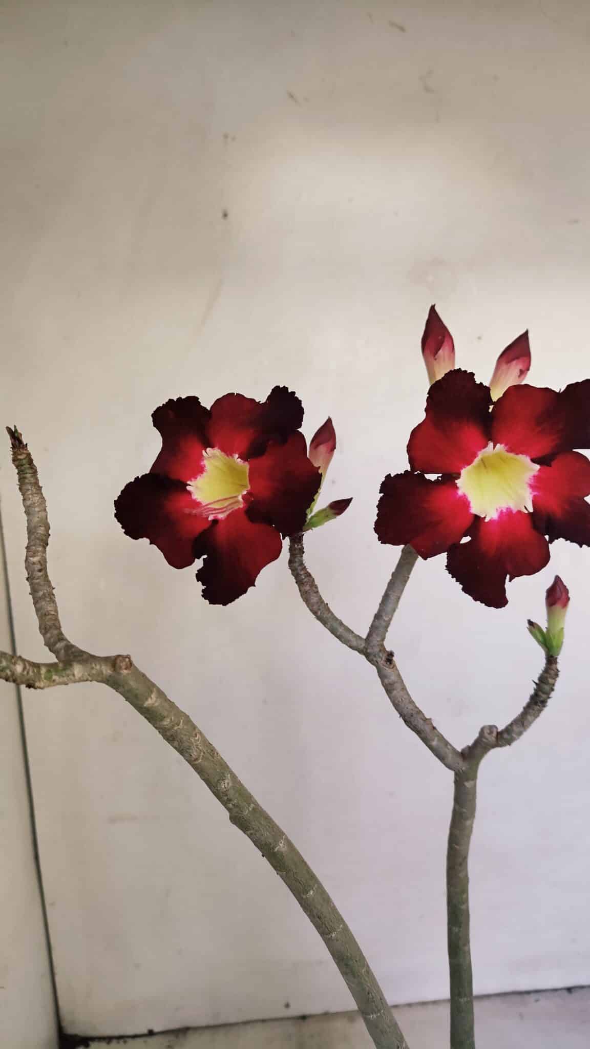 Planta Simples 3177 – 35cm – 03 anos - foto 4