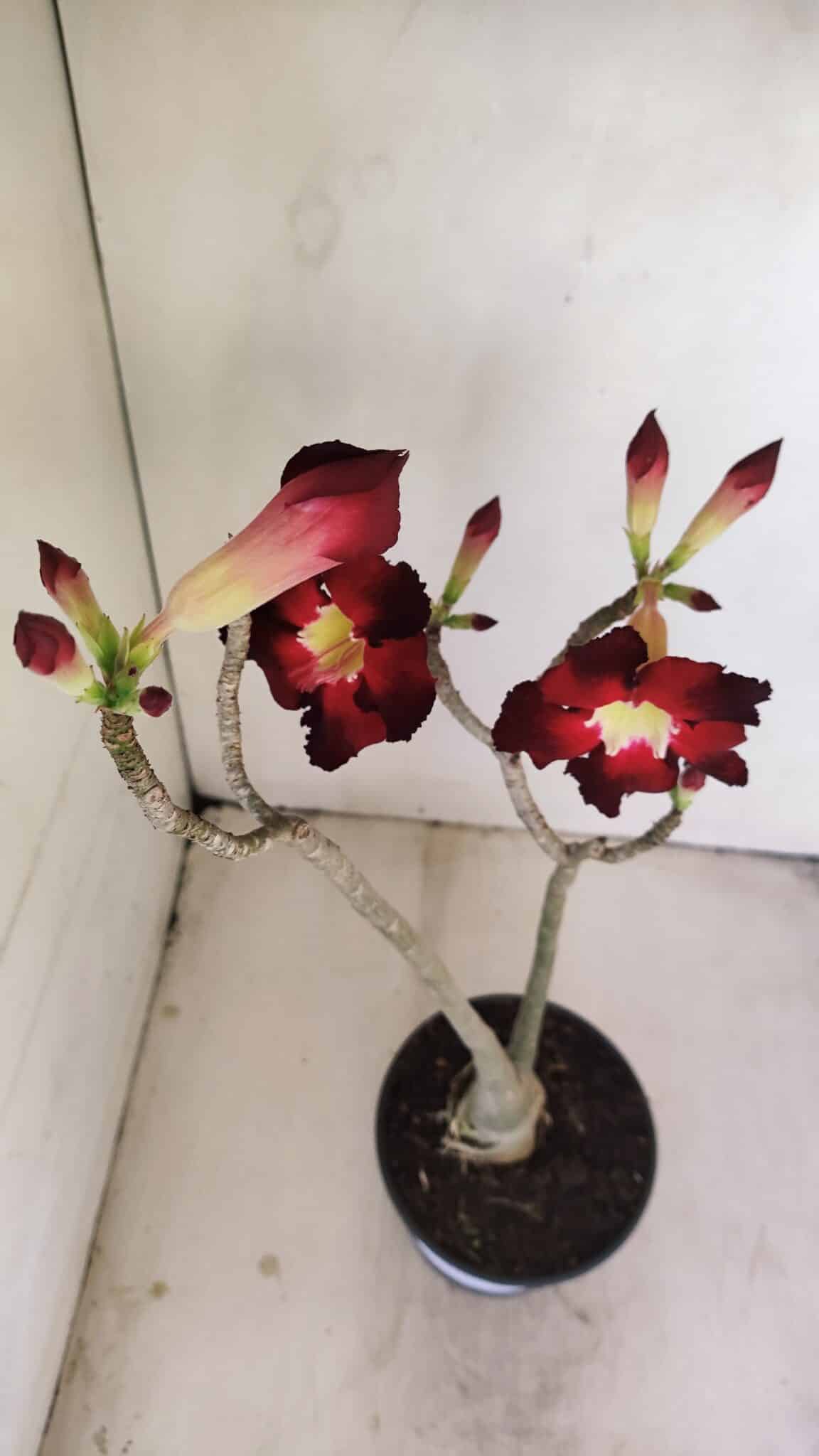 Planta Simples 3177 – 35cm – 03 anos - foto 5