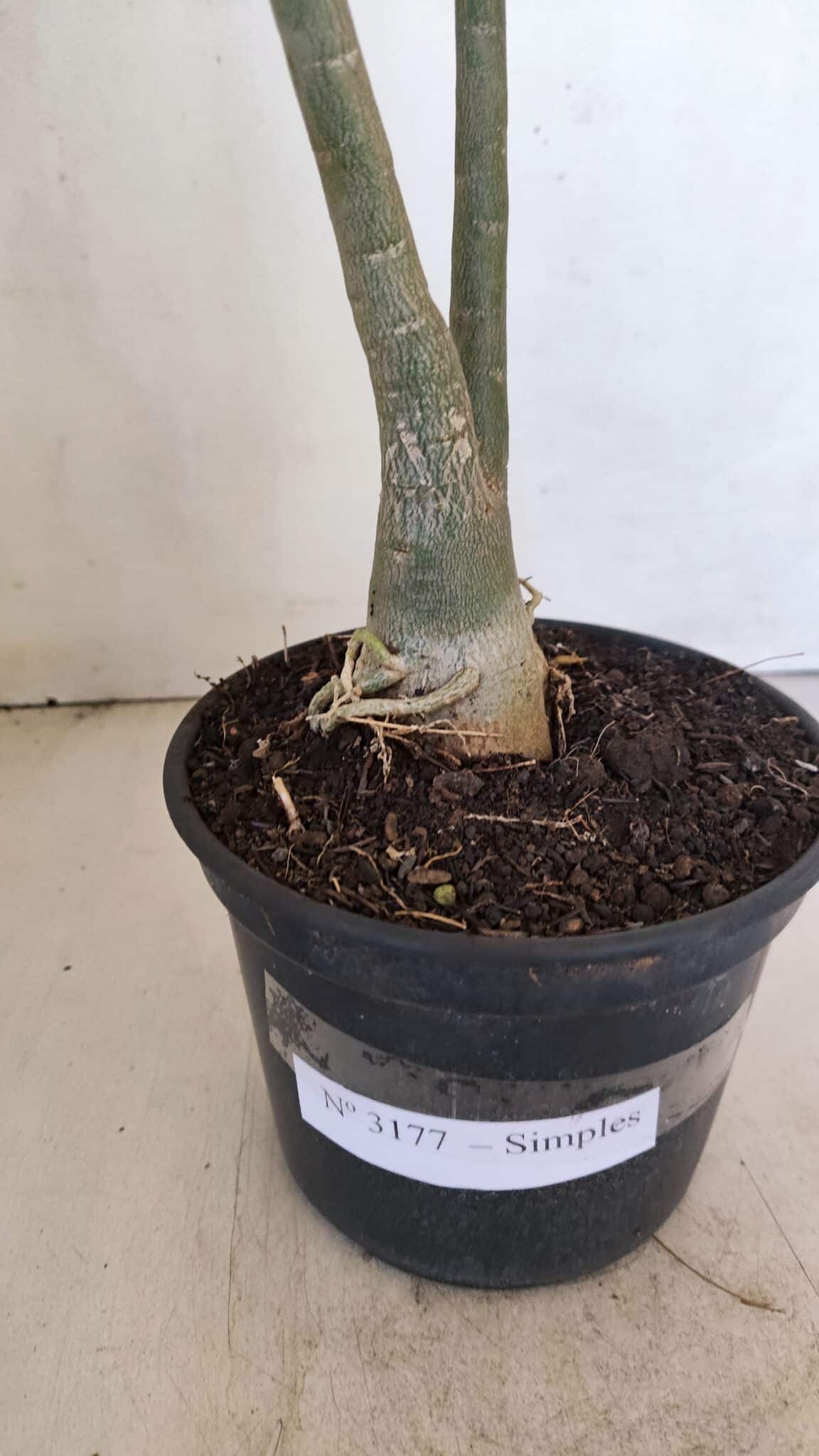 Planta Simples 3177 – 35cm – 03 anos - foto 7