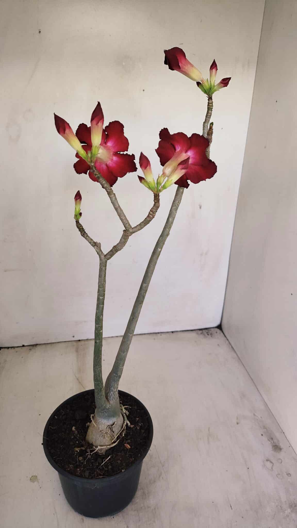 Planta Simples 3177 – 35cm – 03 anos - foto 6