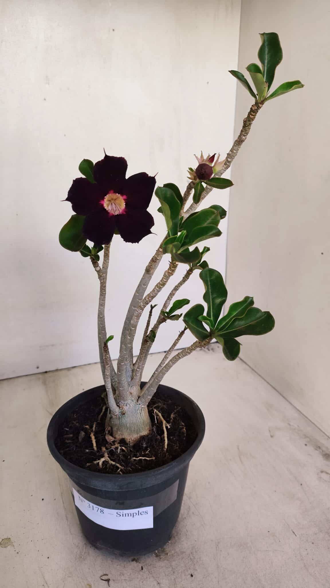 Planta Simples 3178 – 30cm – 03 anos - foto 2