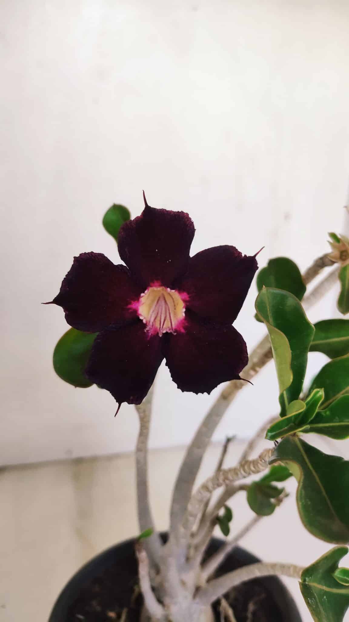 Planta Simples 3178 – 30cm – 03 anos - foto 3