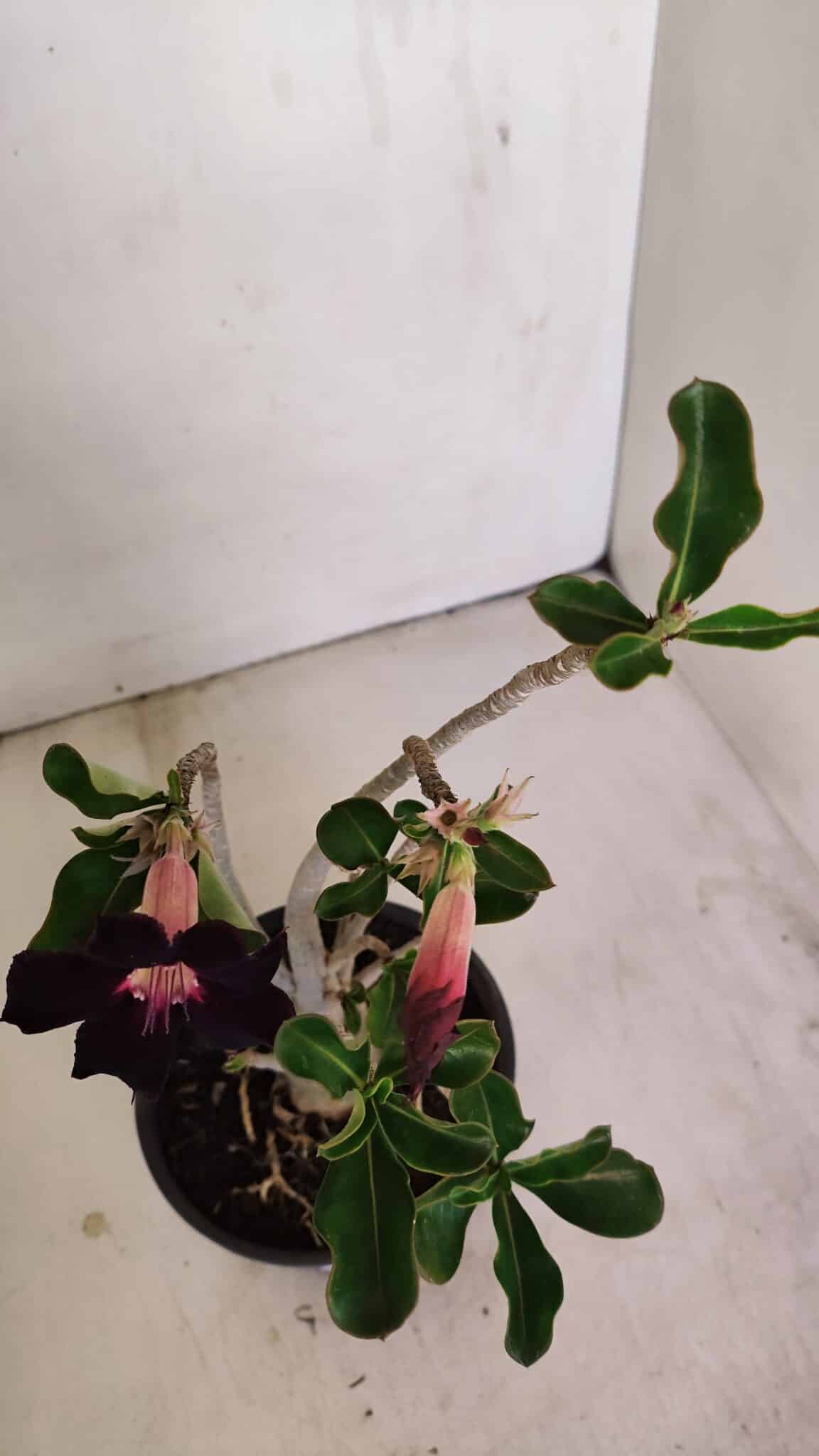 Planta Simples 3178 – 30cm – 03 anos - foto 6