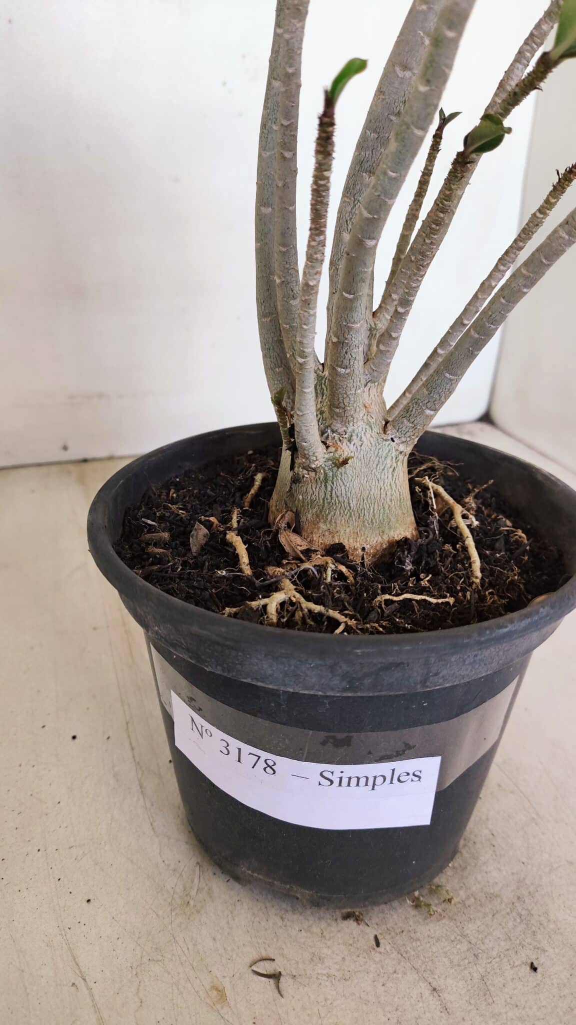 Planta Simples 3178 – 30cm – 03 anos - foto 5