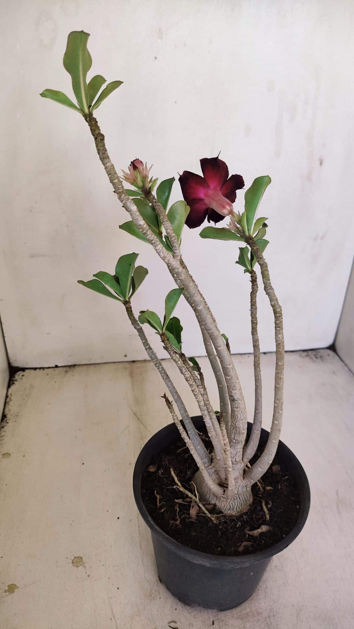 Planta Simples 3178 – 30cm – 03 anos - foto 4
