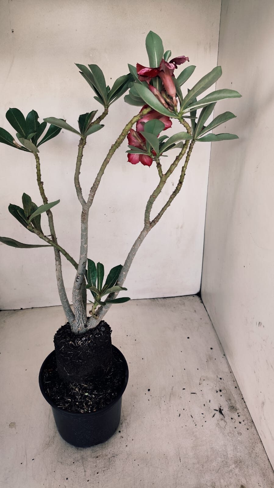 Planta Simples 3176 – 35cm – 03 anos - foto 5