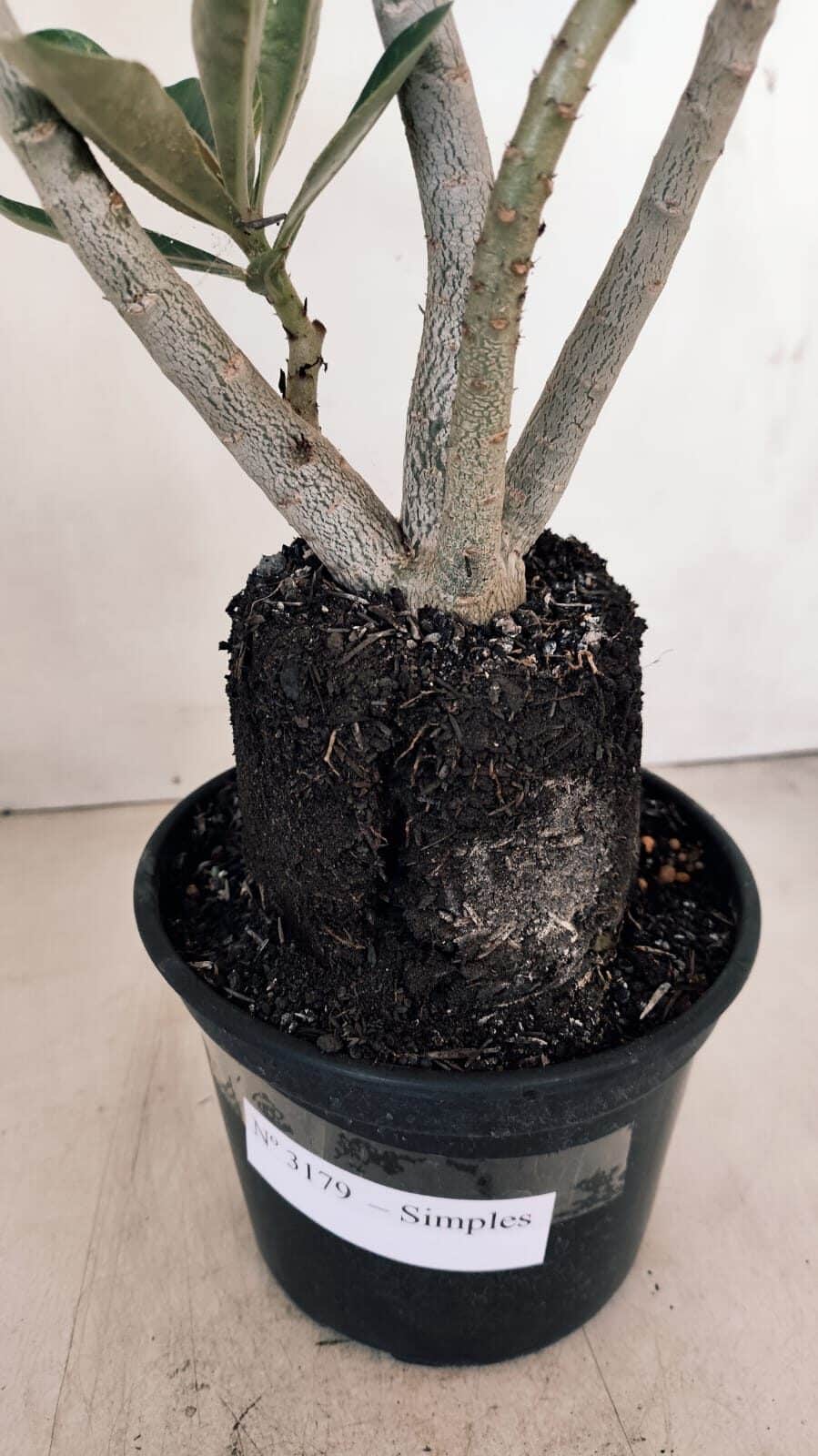Planta Simples 3179 – 35cm – 03 anos - foto 3