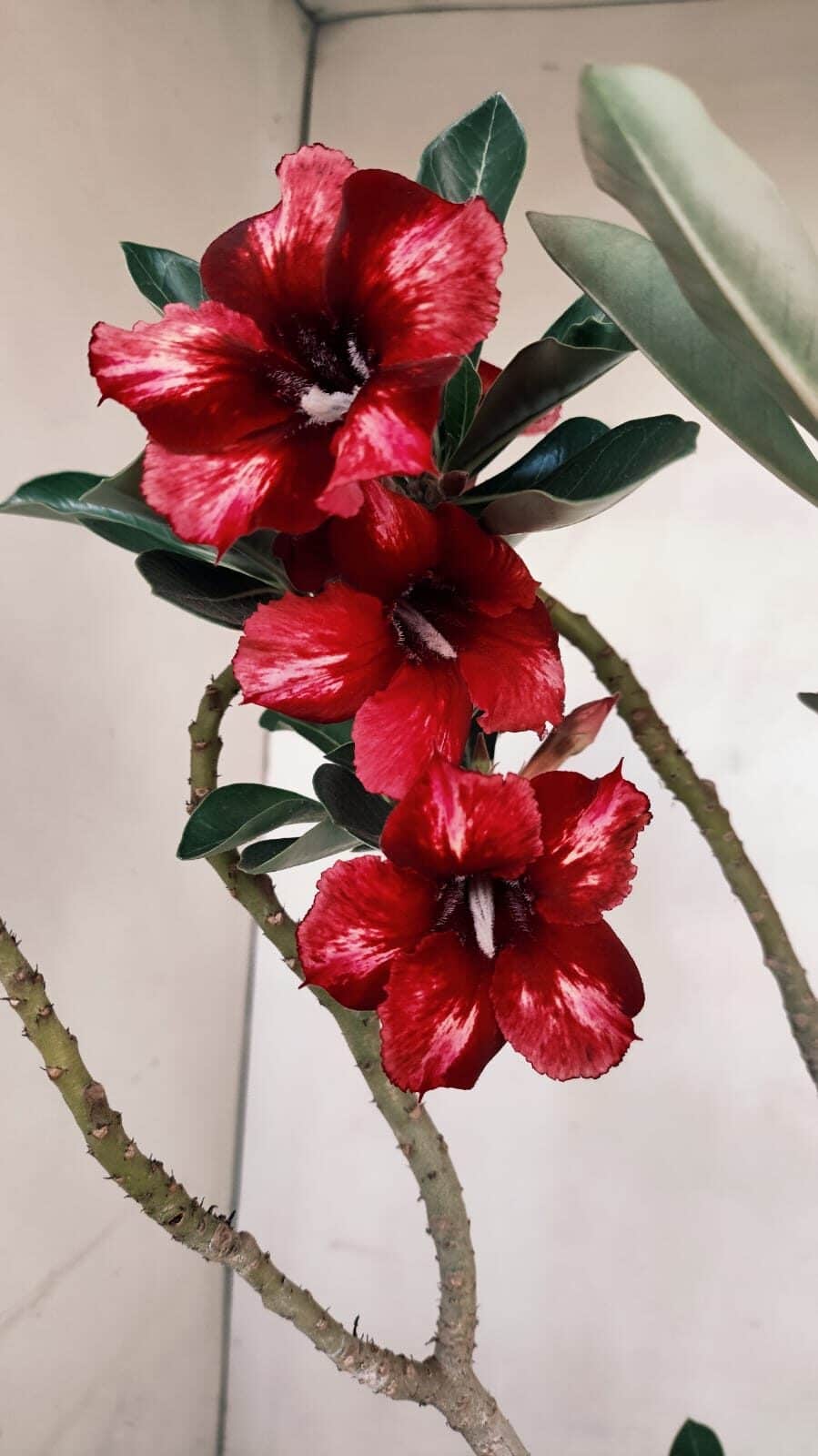 Planta Simples 3179 – 35cm – 03 anos - foto 6