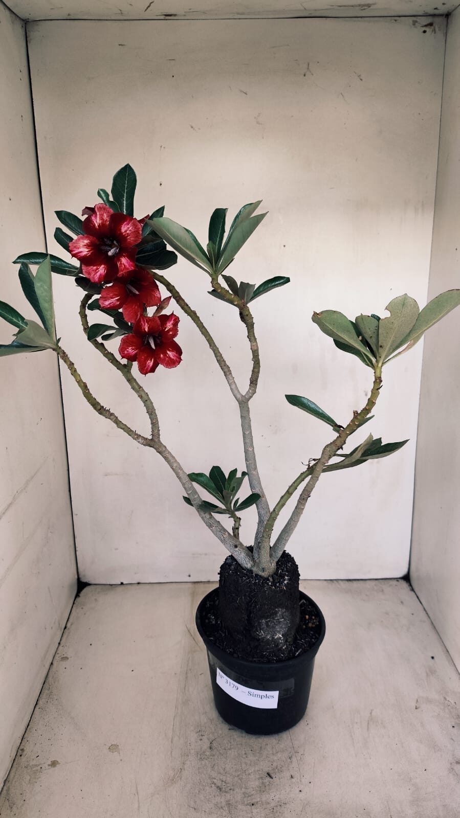 Planta Simples 3179 – 35cm – 03 anos - foto 2