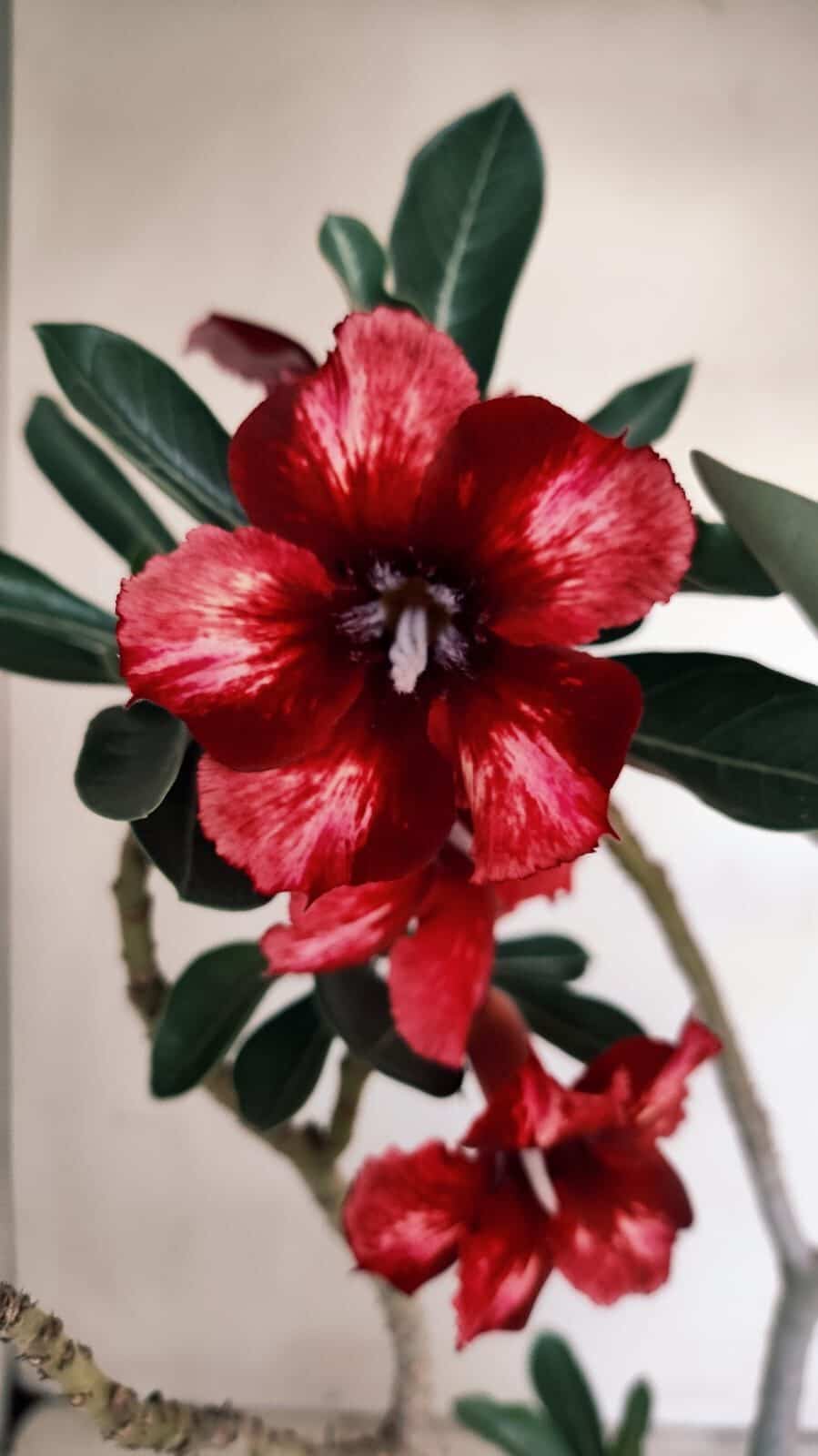 Planta Simples 3179 – 35cm – 03 anos - foto 4