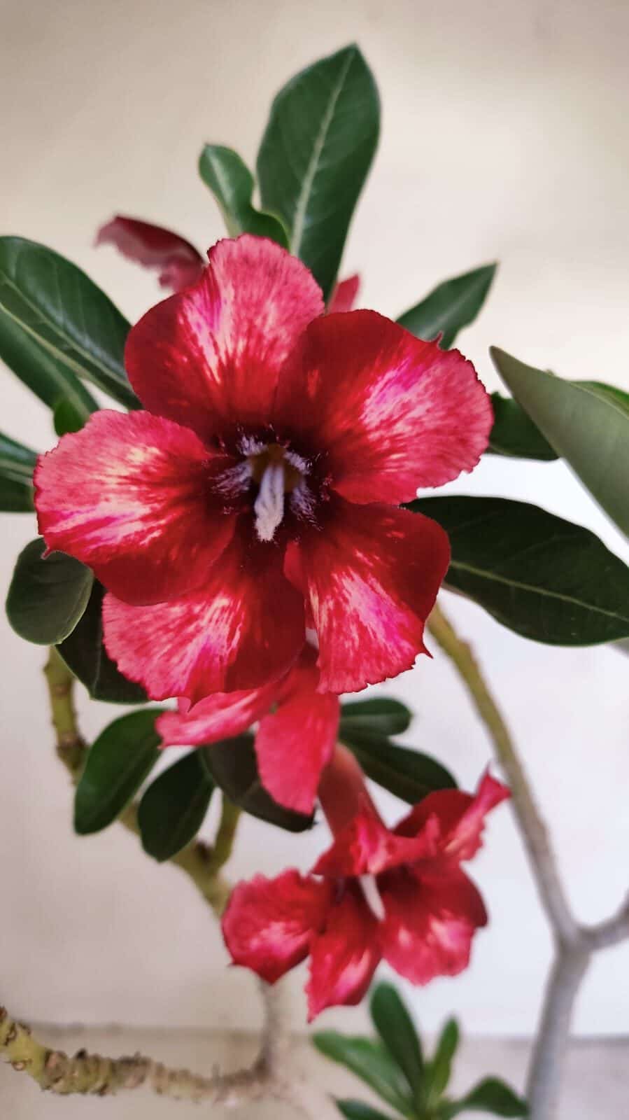 Planta Simples 3179 – 35cm – 03 anos - foto 5
