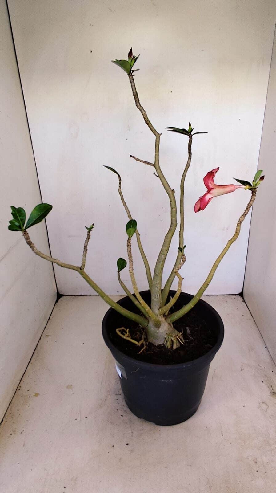 Planta Simples 3180 – 40cm – 04 anos - foto 4