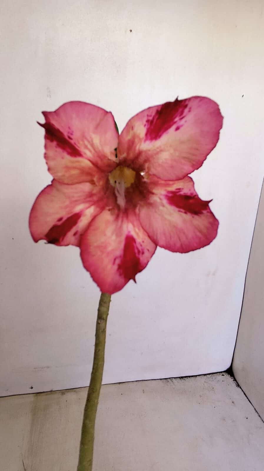 Planta Simples 3180 – 40cm – 04 anos - foto 3