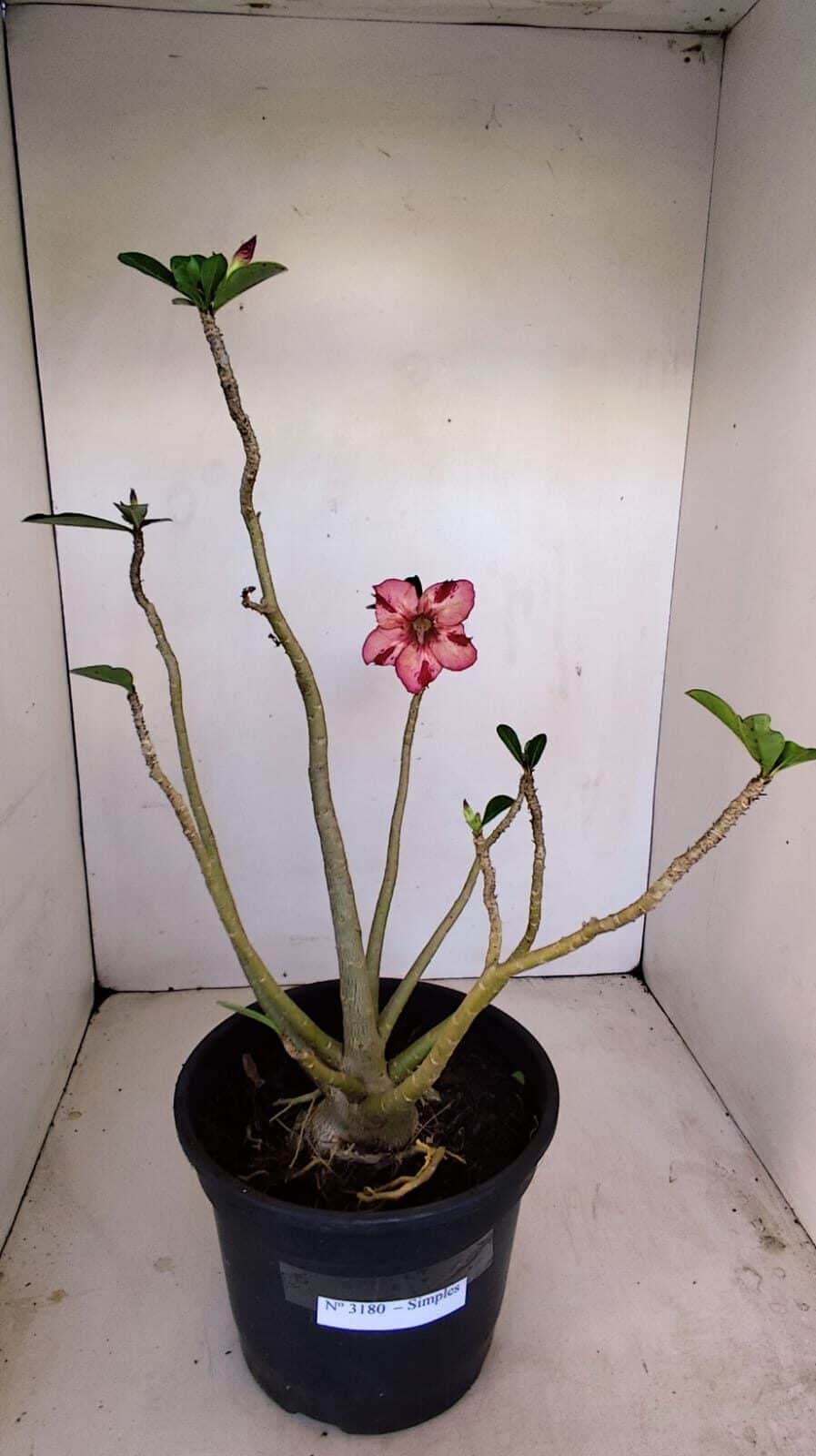 Planta Simples 3180 – 40cm – 04 anos - foto 2