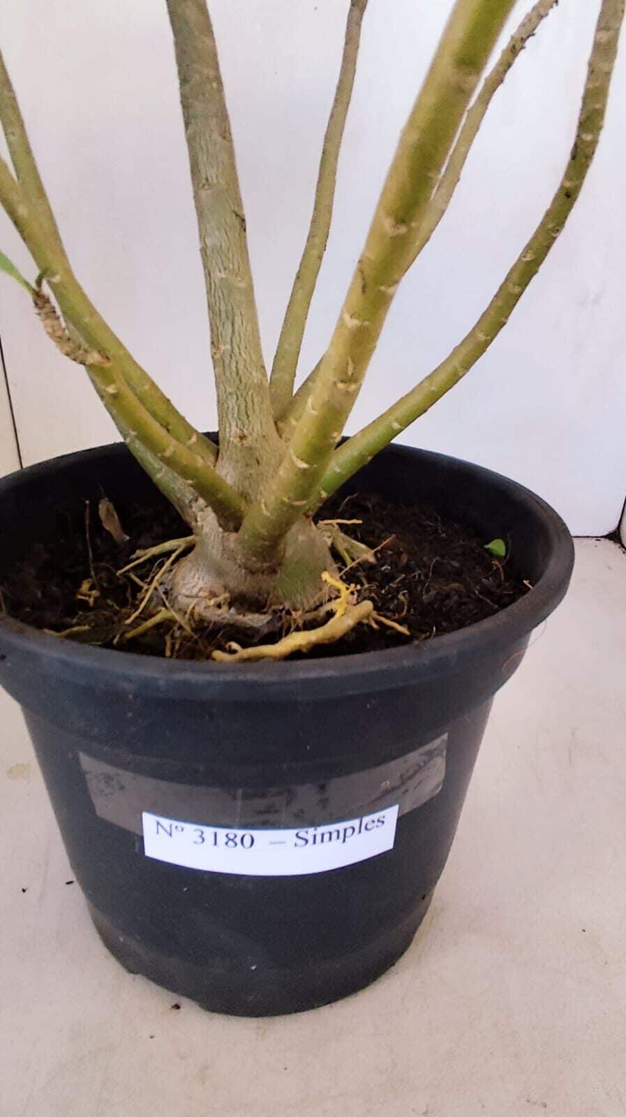 Planta Simples 3180 – 40cm – 04 anos - foto 6
