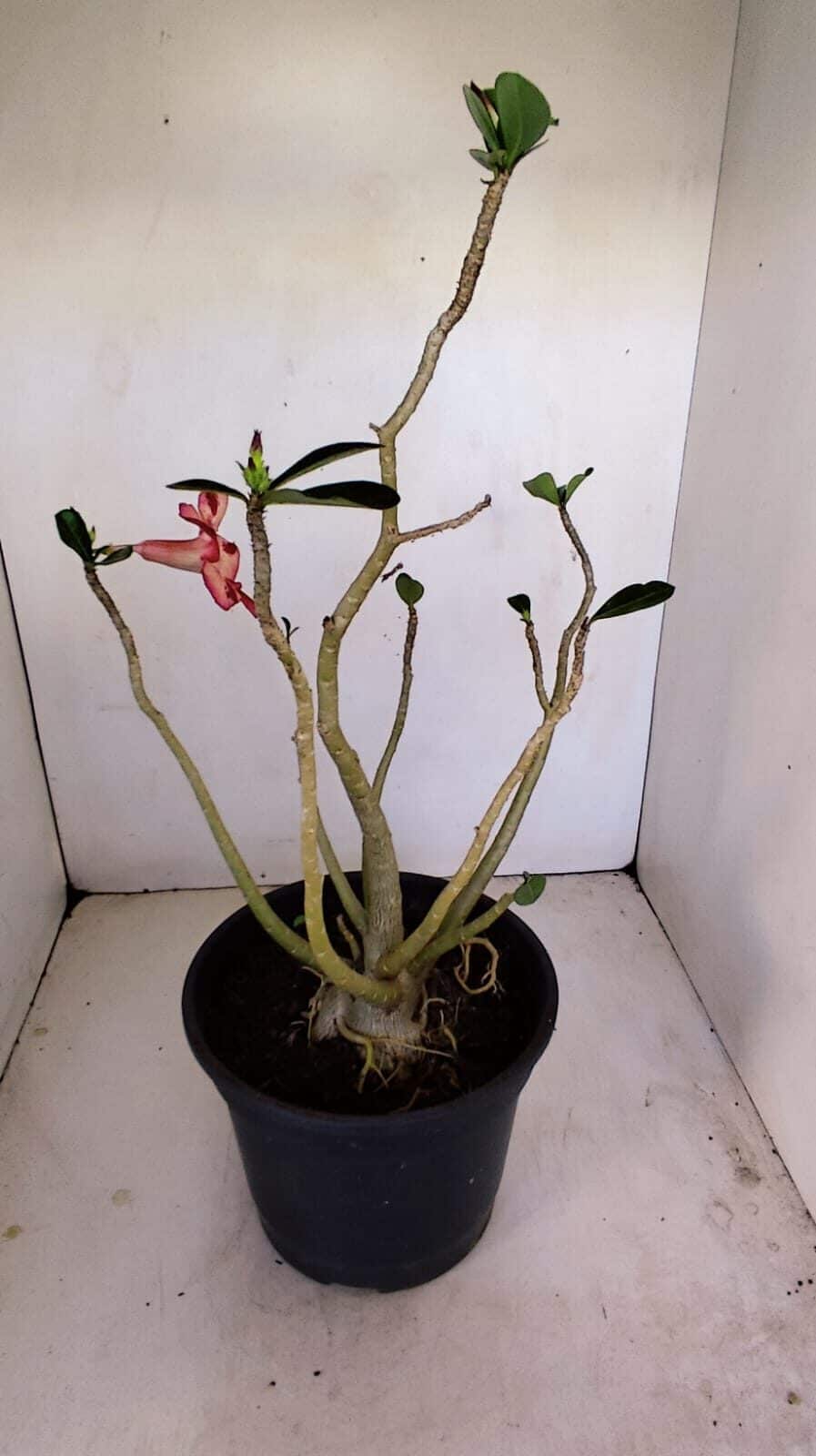 Planta Simples 3180 – 40cm – 04 anos - foto 5