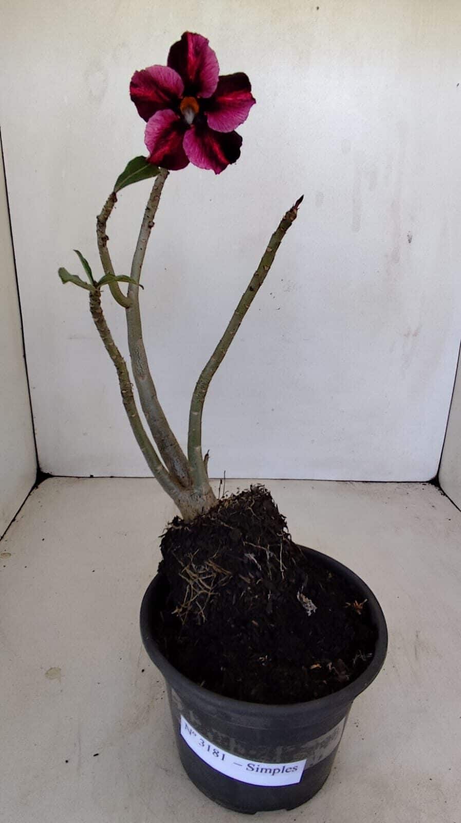 Planta Simples 3181 – 30cm – 03 anos - foto 2