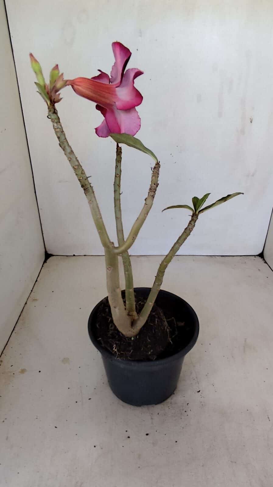 Planta Simples 3181 – 30cm – 03 anos - foto 7