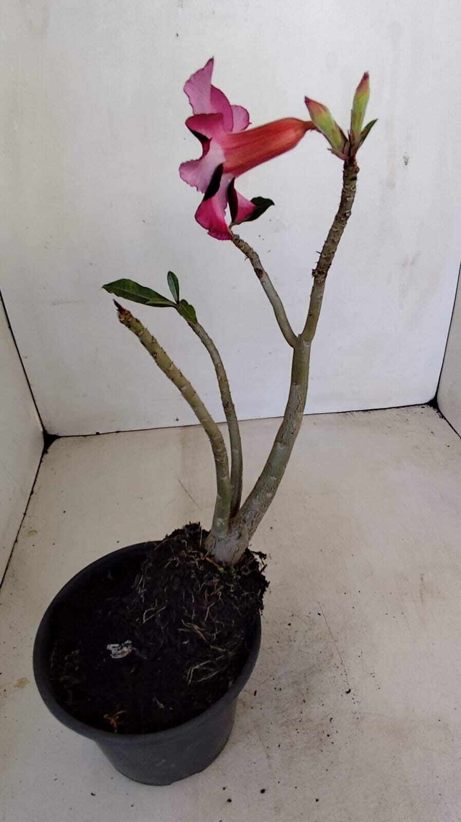 Planta Simples 3181 – 30cm – 03 anos - foto 6