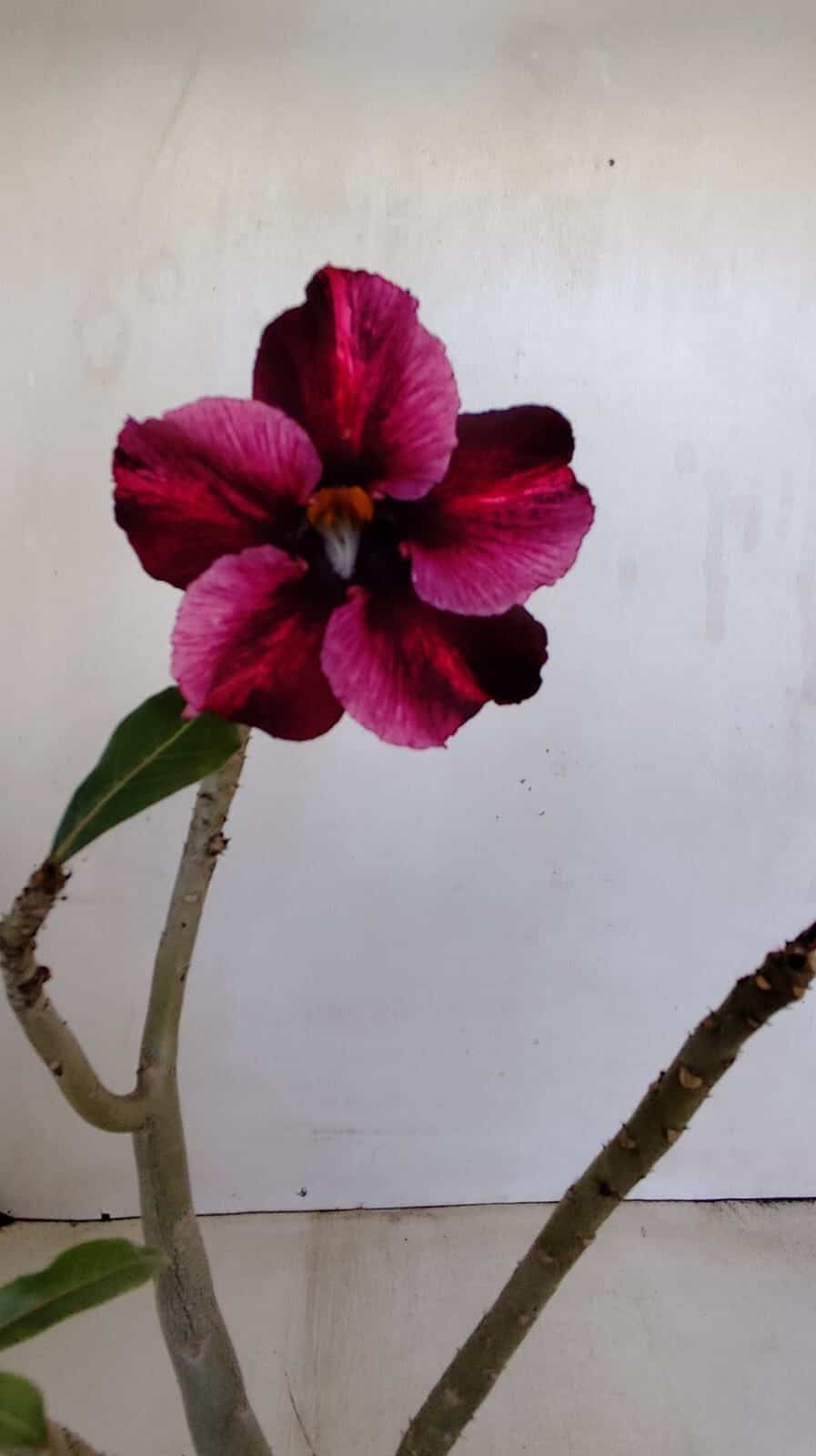 Planta Simples 3181 – 30cm – 03 anos - foto 3