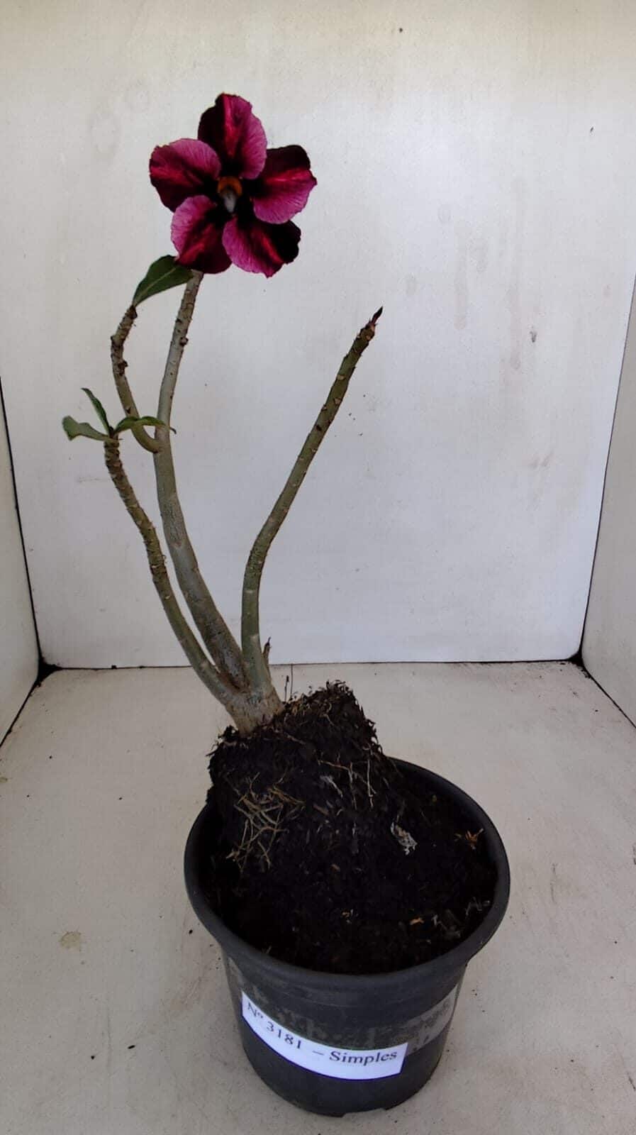 Planta Simples 3181 – 30cm – 03 anos - foto 5