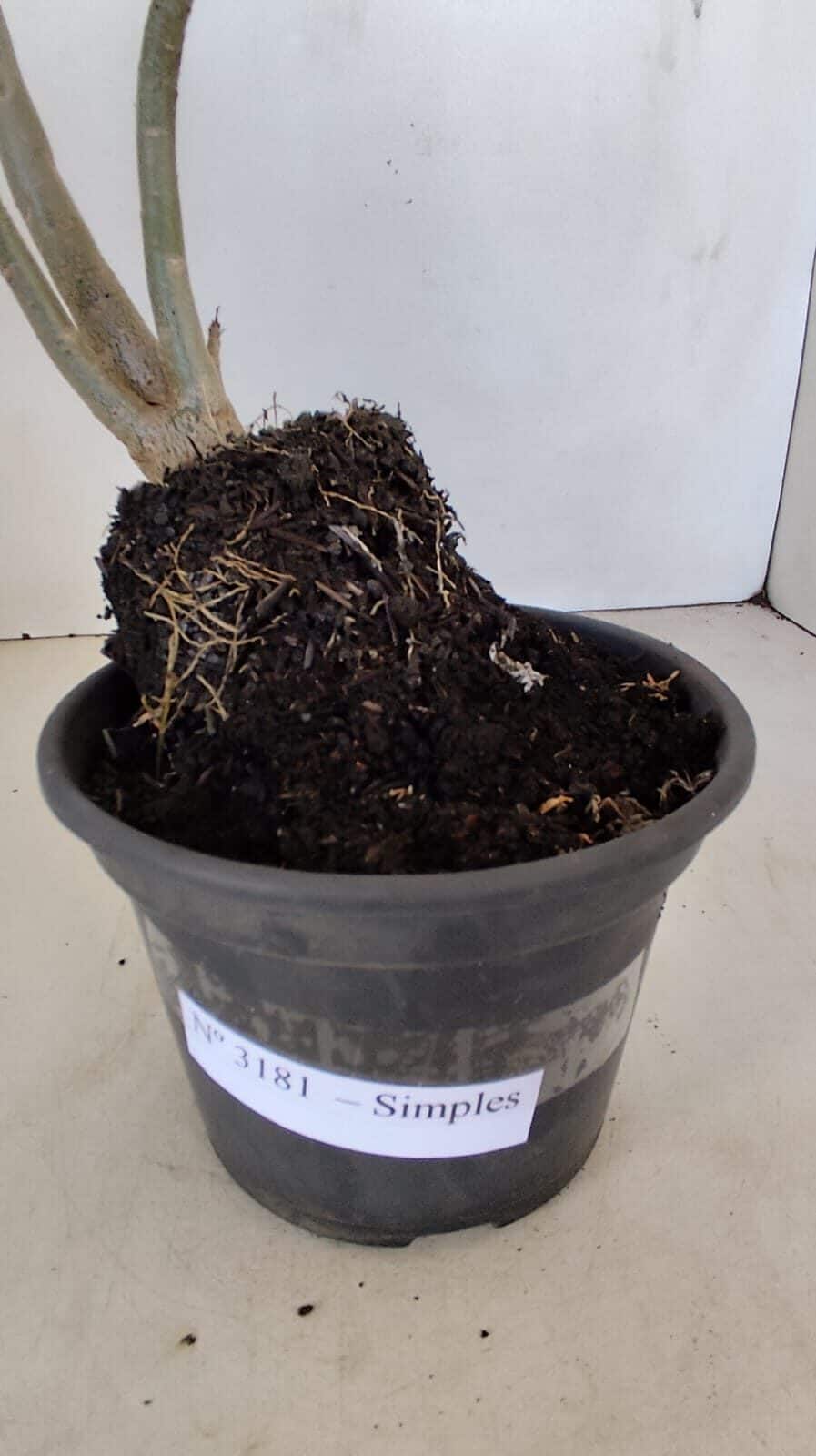 Planta Simples 3181 – 30cm – 03 anos - foto 4