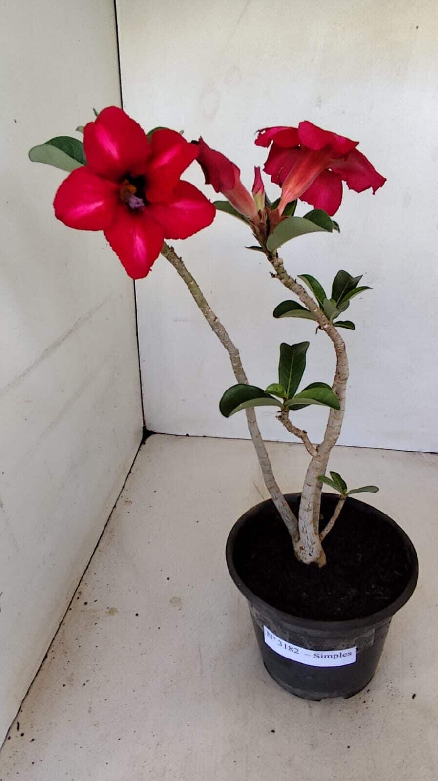 Planta Simples 3182 – 35cm – 03 anos - foto 2
