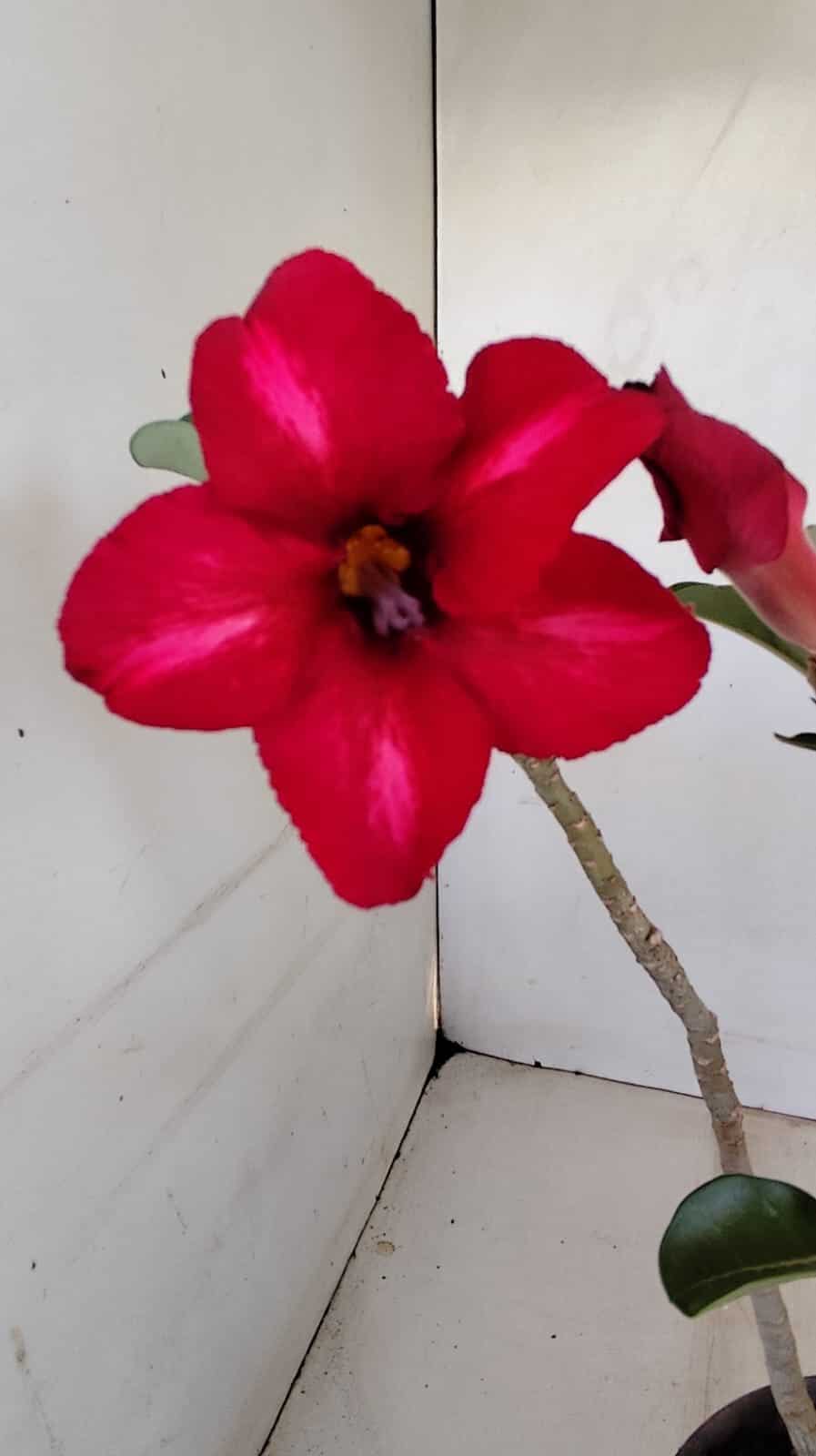 Planta Simples 3182 – 35cm – 03 anos - foto 3