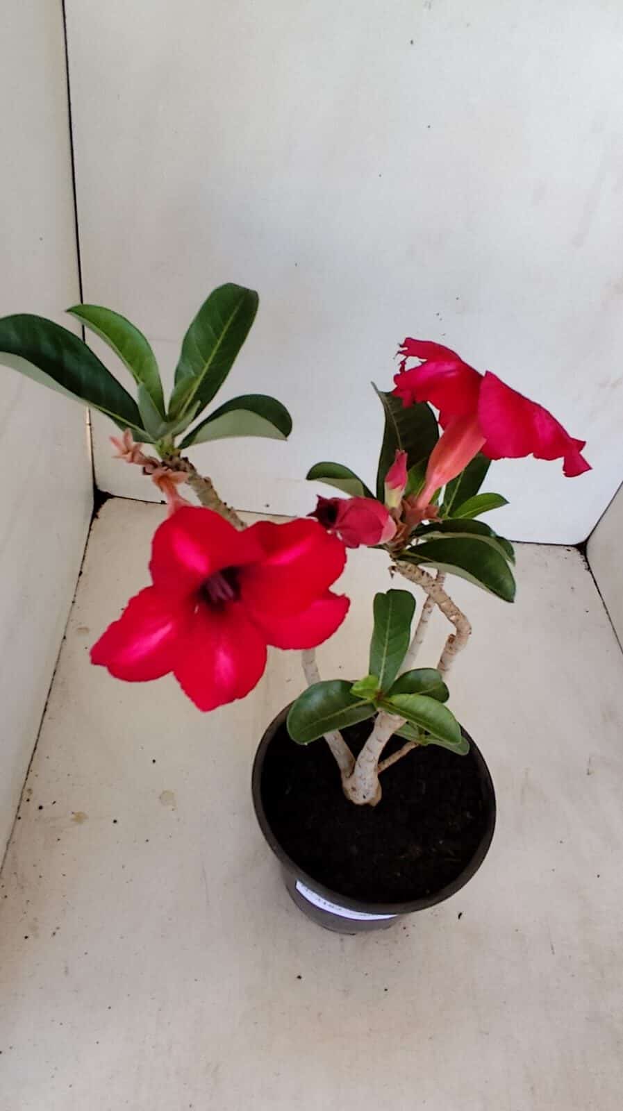 Planta Simples 3182 – 35cm – 03 anos - foto 4