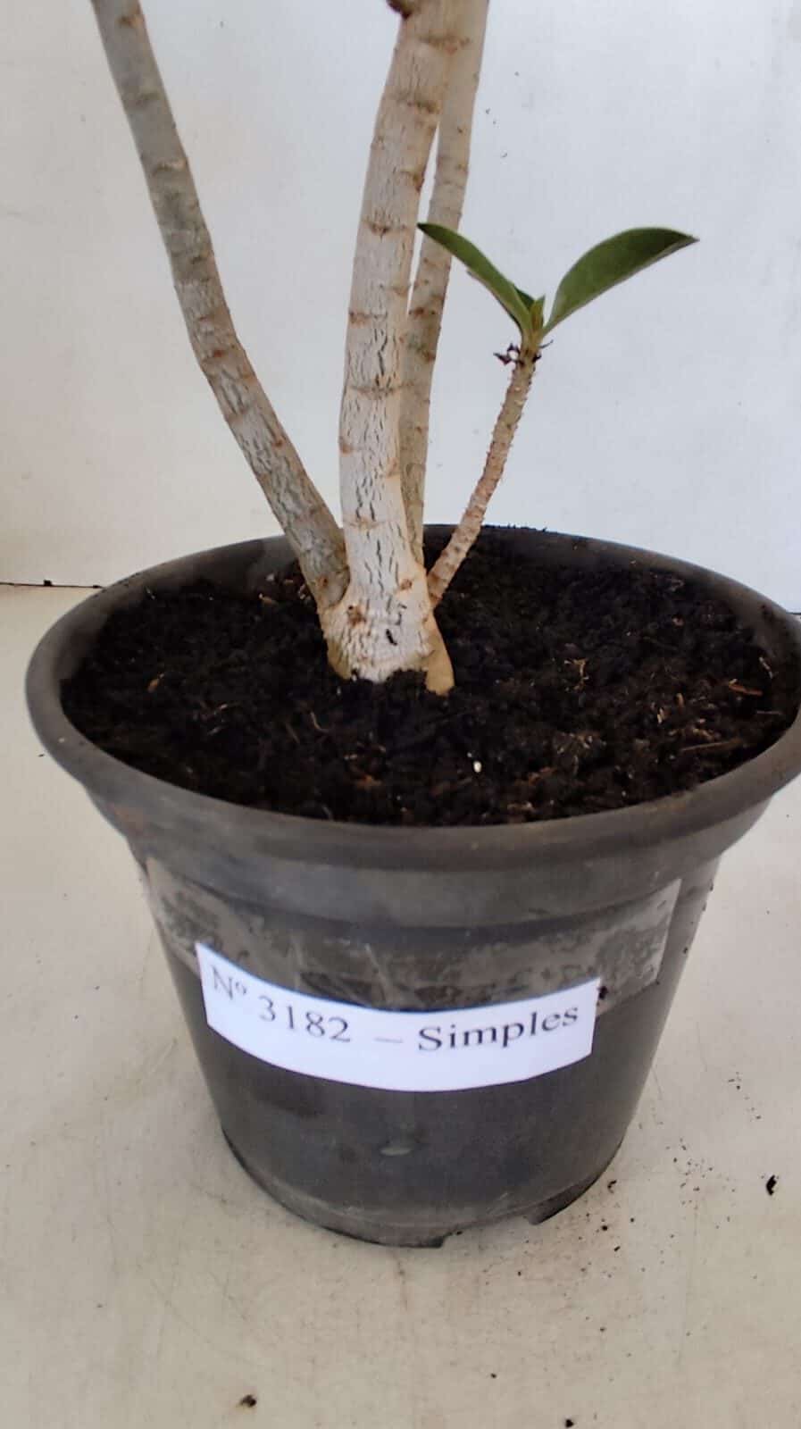 Planta Simples 3182 – 35cm – 03 anos - foto 7