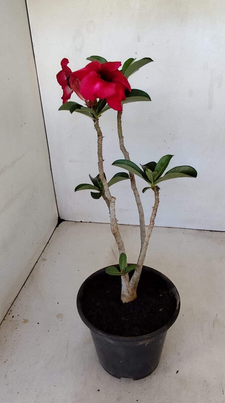Planta Simples 3182 – 35cm – 03 anos - foto 6