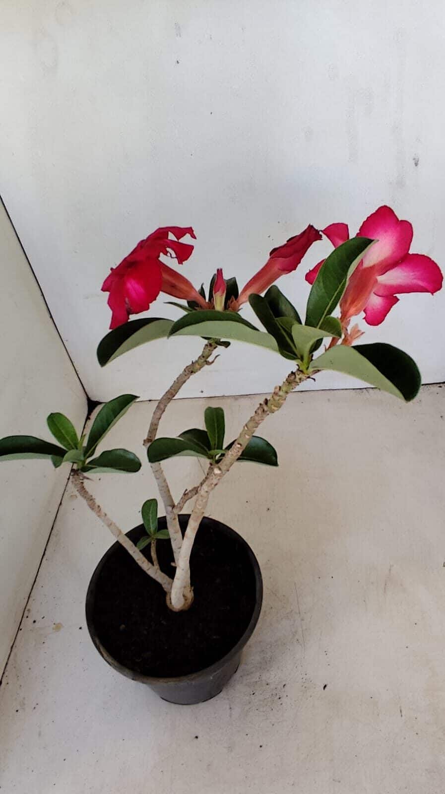 Planta Simples 3182 – 35cm – 03 anos - foto 5