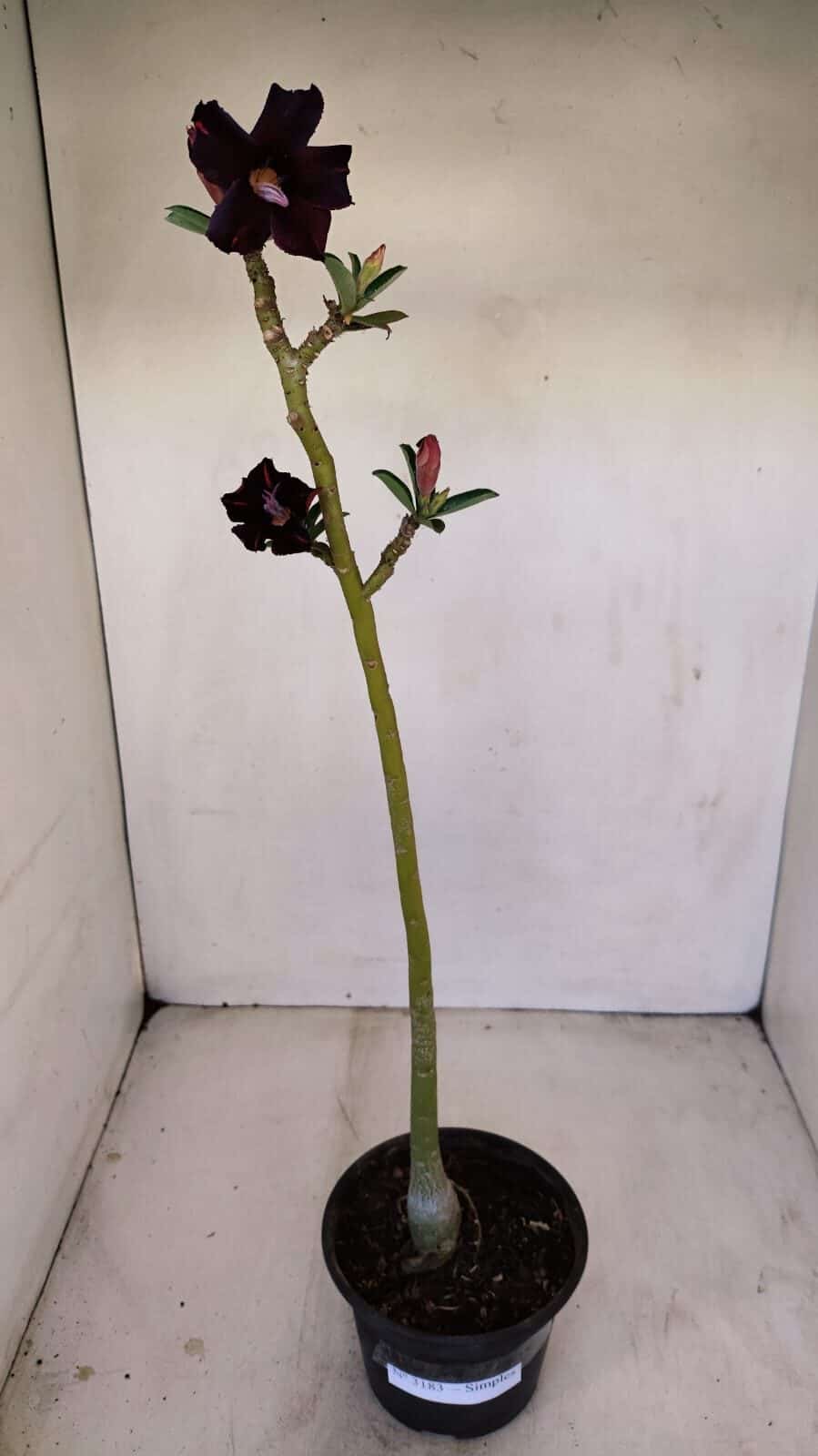 Planta Simples 3183 – 35cm – 03 anos - foto 2